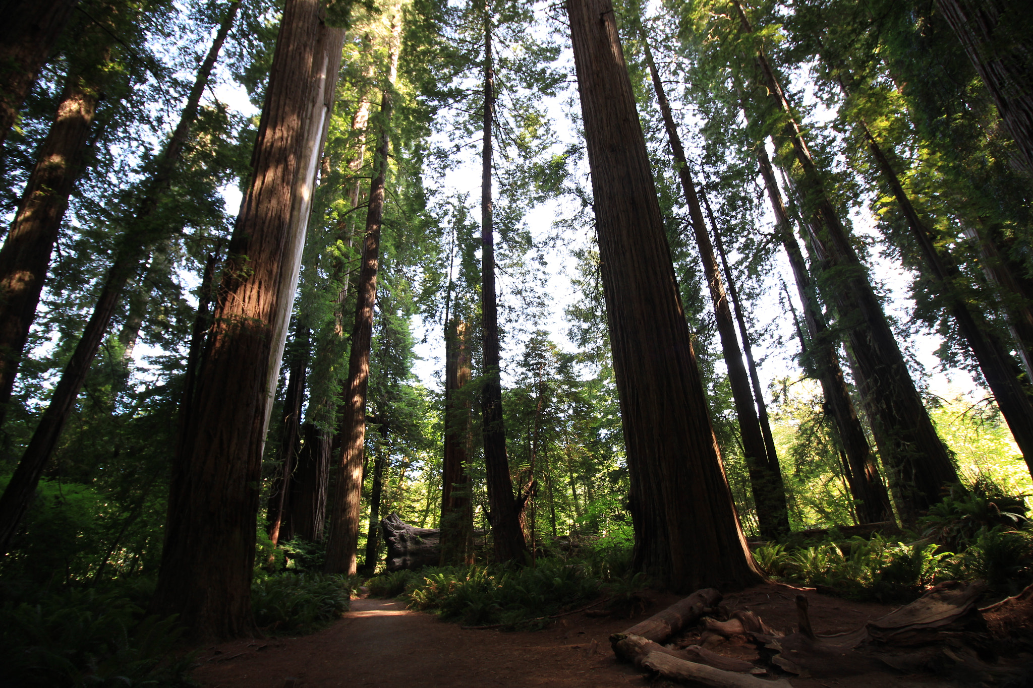 Canon EOS 100D (EOS Rebel SL1 / EOS Kiss X7) + Canon EF-S 10-18mm F4.5–5.6 IS STM sample photo. Stout grove (jedediah smith redwoods state park) photography