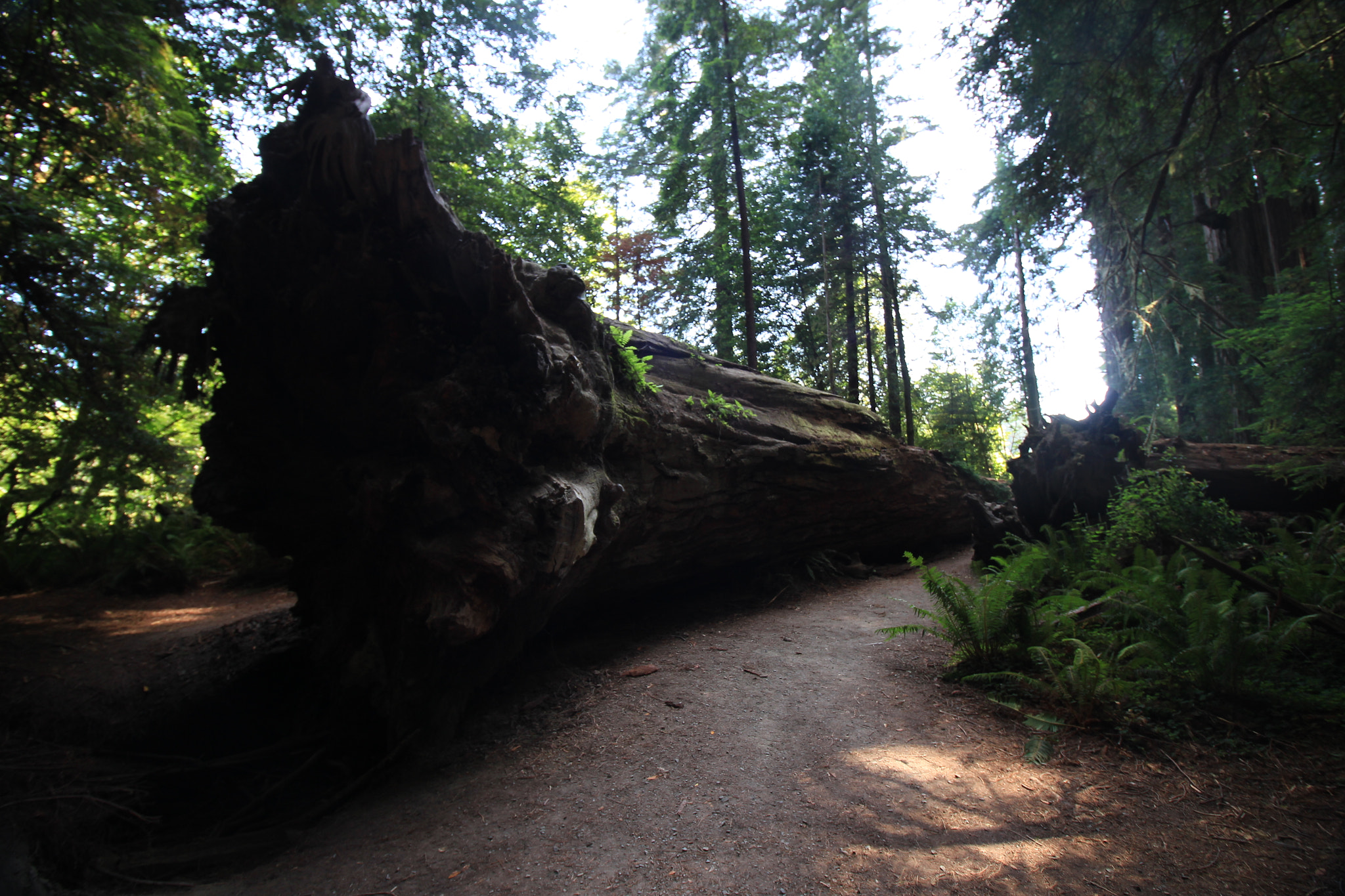 Canon EOS 100D (EOS Rebel SL1 / EOS Kiss X7) + Canon EF-S 10-18mm F4.5–5.6 IS STM sample photo. Stout grove (jedediah smith redwoods state park) photography
