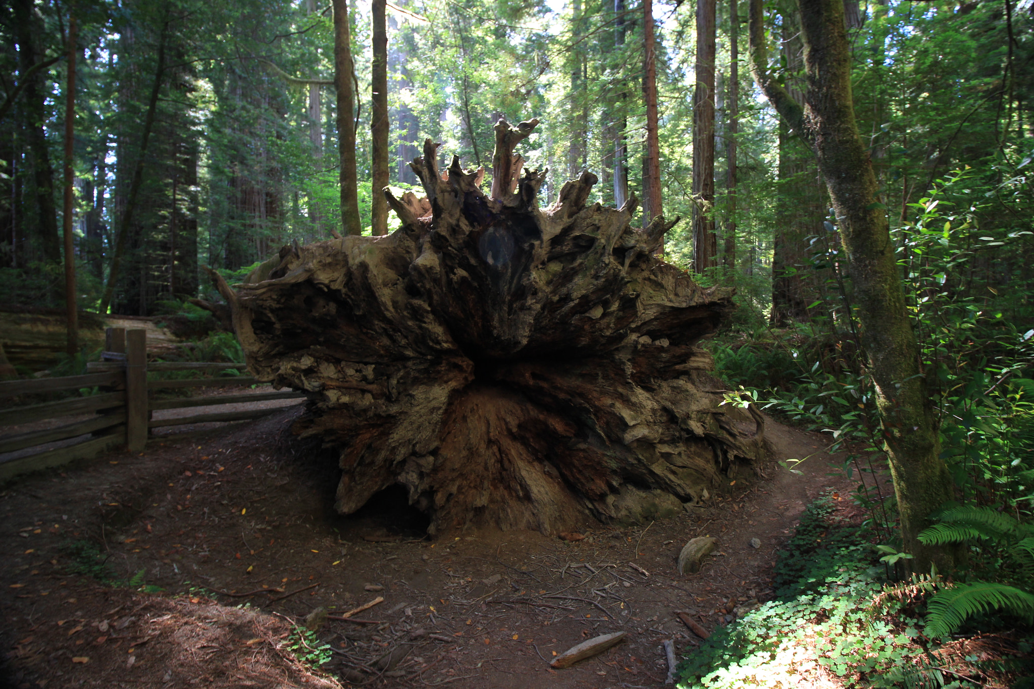 Canon EOS 100D (EOS Rebel SL1 / EOS Kiss X7) sample photo. Stout grove (jedediah smith redwoods state park) photography