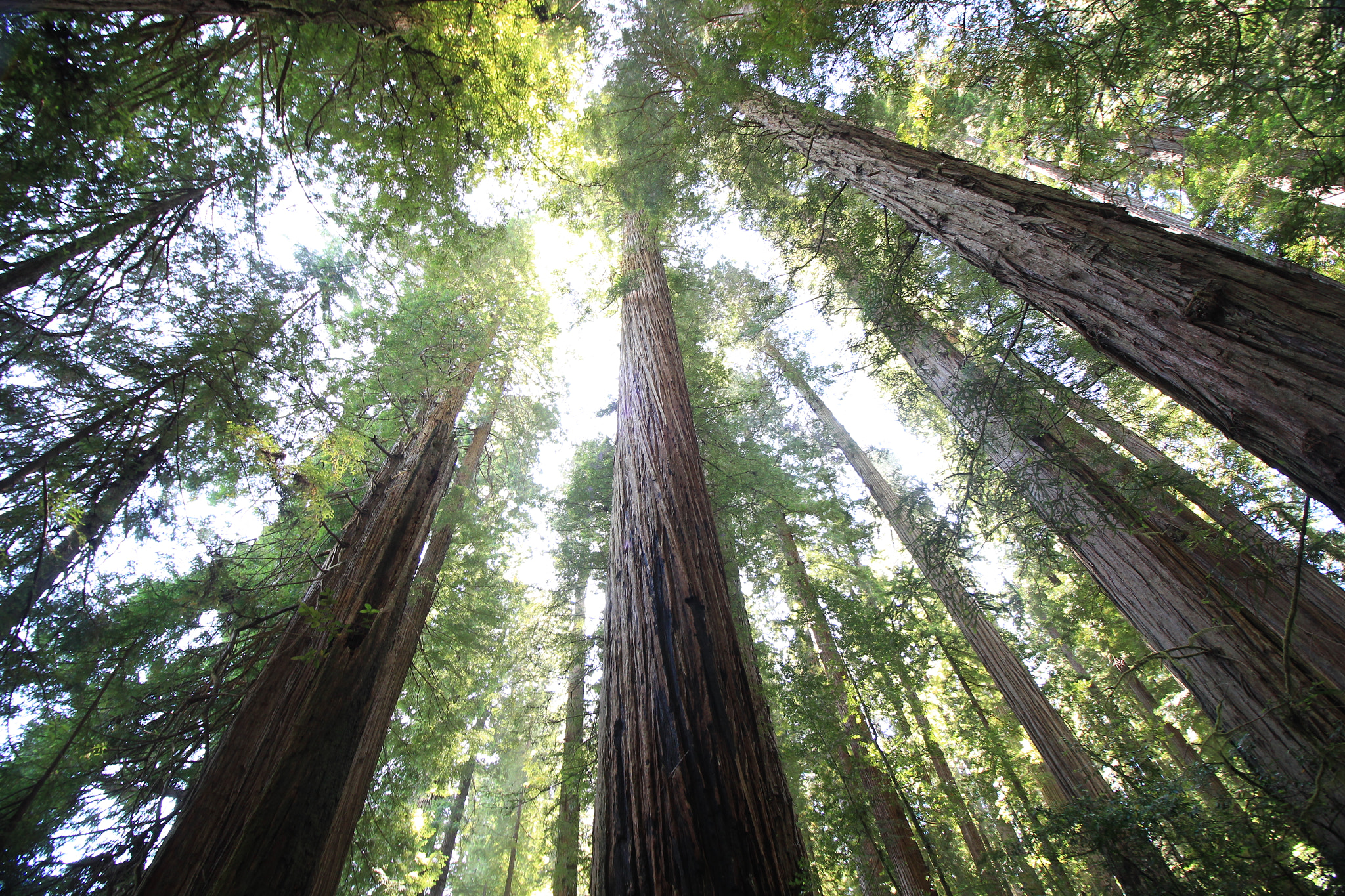 Canon EOS 100D (EOS Rebel SL1 / EOS Kiss X7) sample photo. Stout grove (jedediah smith redwoods state park) photography