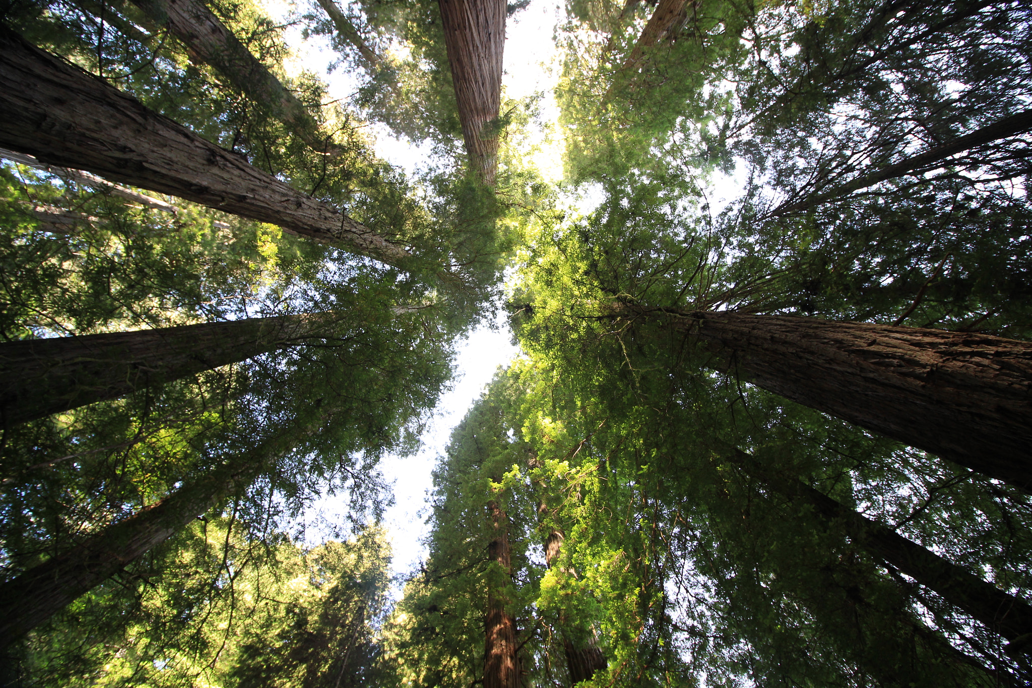 Canon EOS 100D (EOS Rebel SL1 / EOS Kiss X7) sample photo. Stout grove (jedediah smith redwoods state park) photography