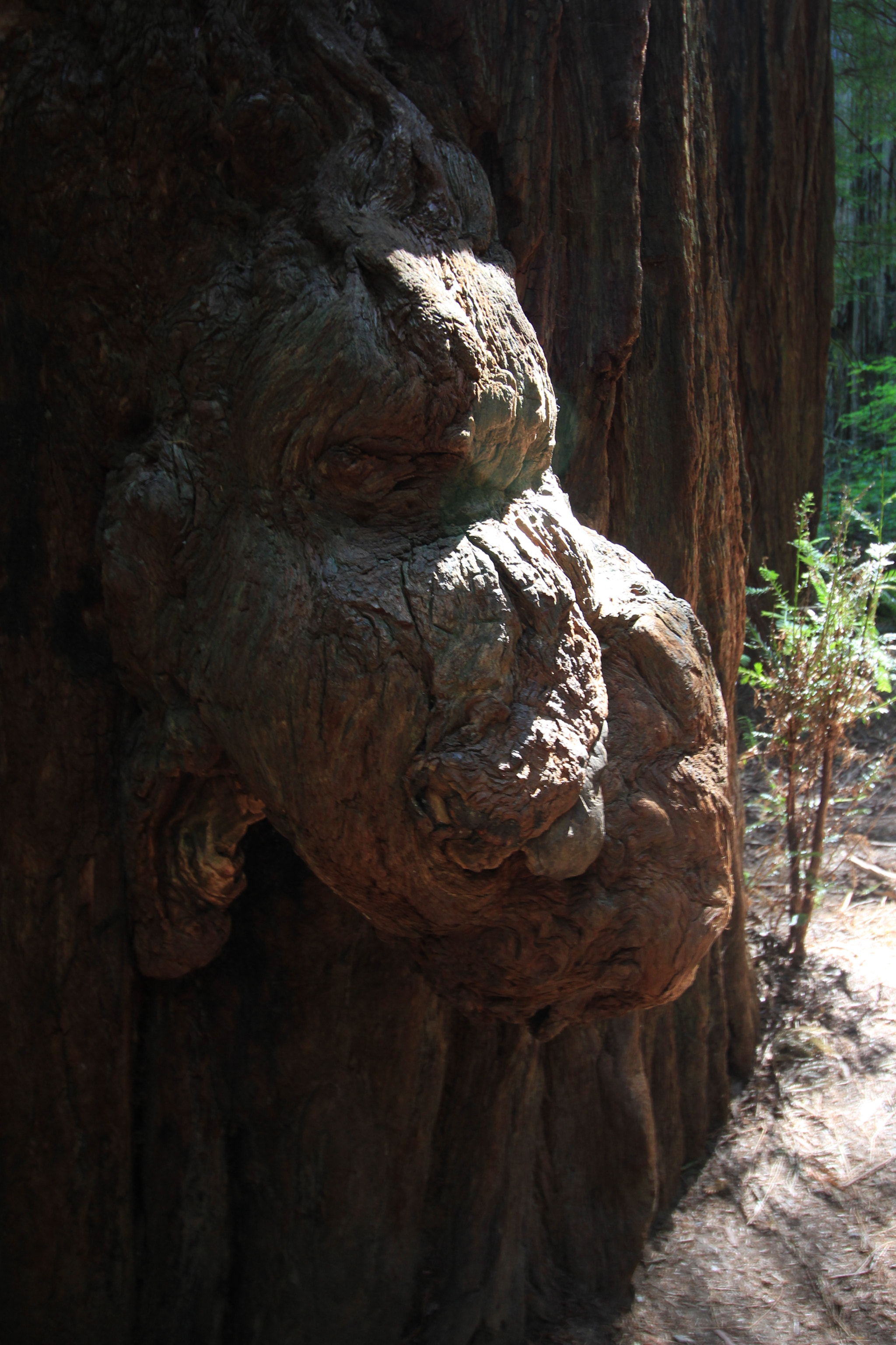 Canon EOS 100D (EOS Rebel SL1 / EOS Kiss X7) sample photo. Stout grove (jedediah smith redwoods state park) photography