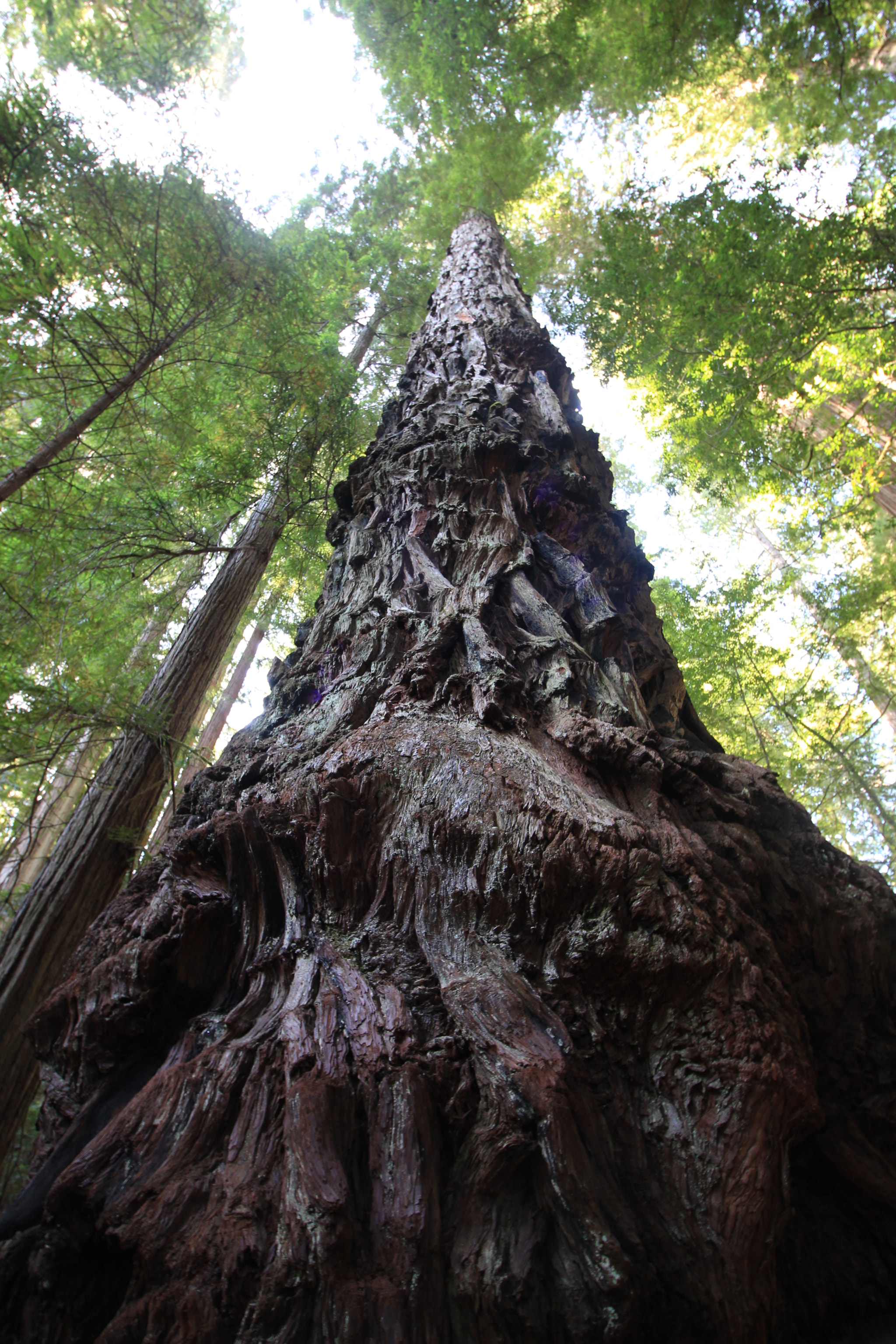 Canon EOS 100D (EOS Rebel SL1 / EOS Kiss X7) sample photo. Stout grove (jedediah smith redwoods state park) photography