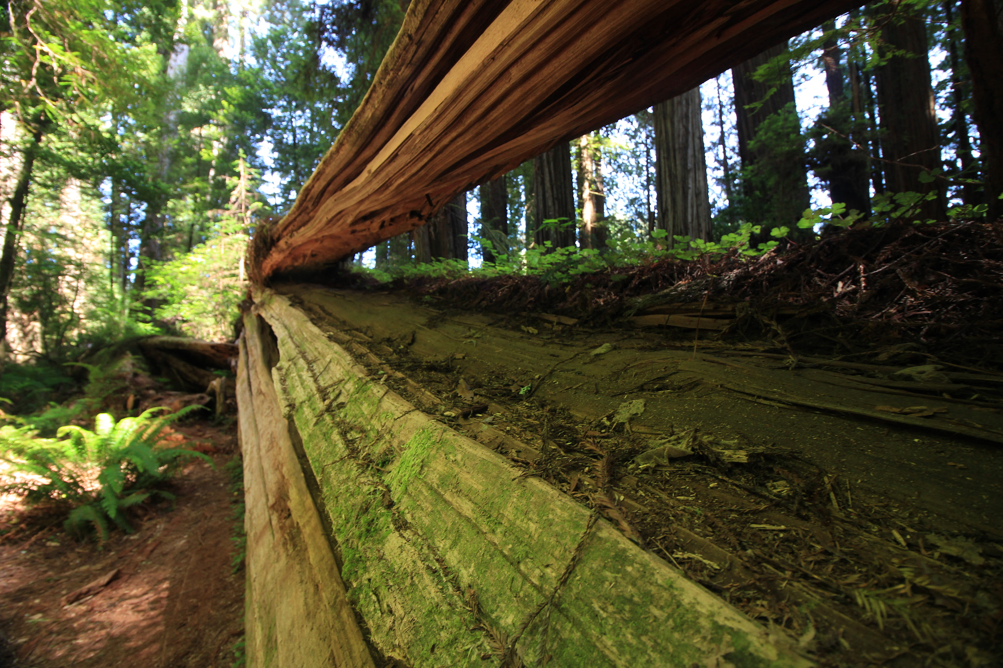 Canon EOS 100D (EOS Rebel SL1 / EOS Kiss X7) sample photo. Stout grove (jedediah smith redwoods state park) photography