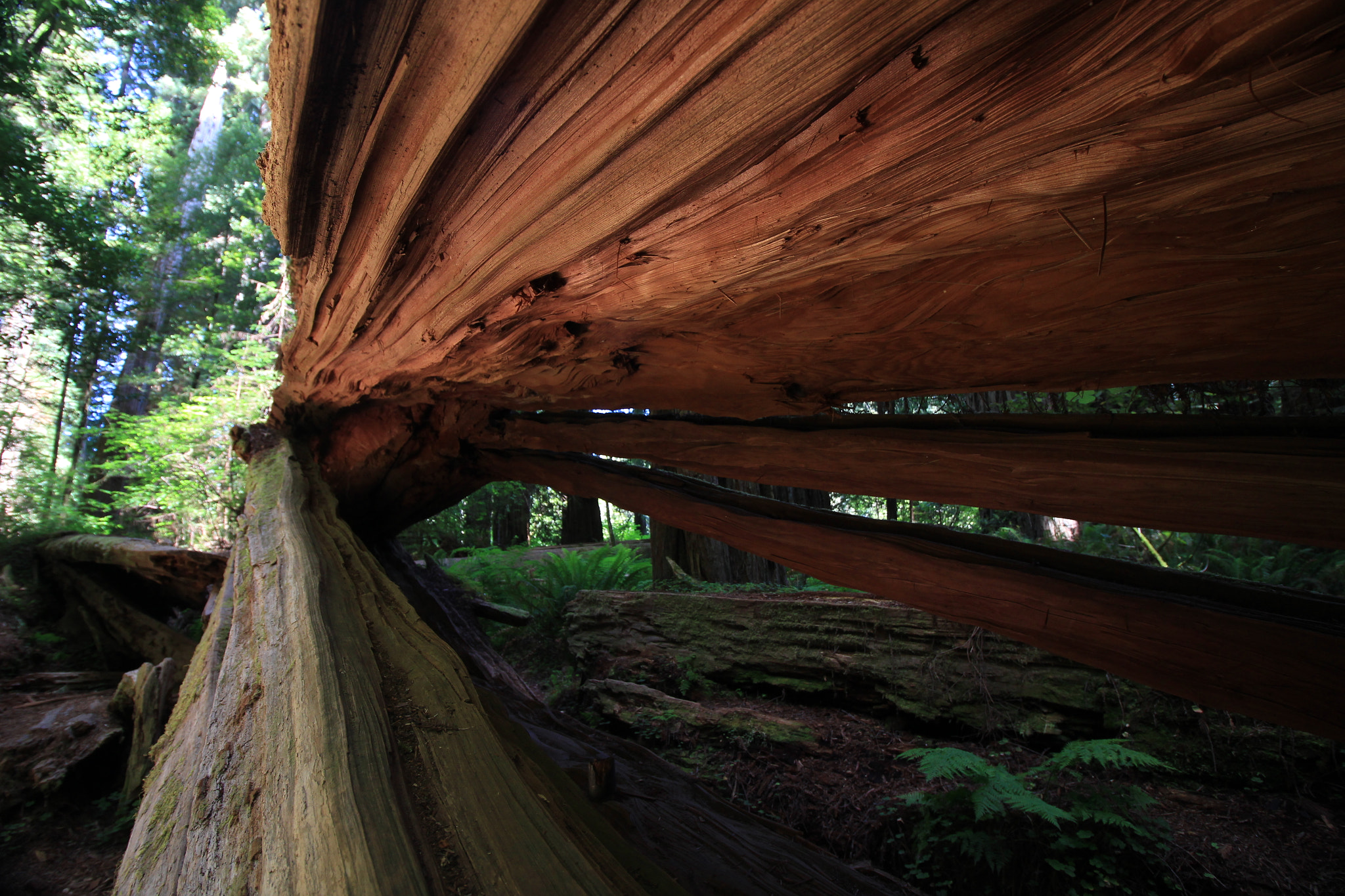 Canon EOS 100D (EOS Rebel SL1 / EOS Kiss X7) sample photo. Stout grove (jedediah smith redwoods state park) photography