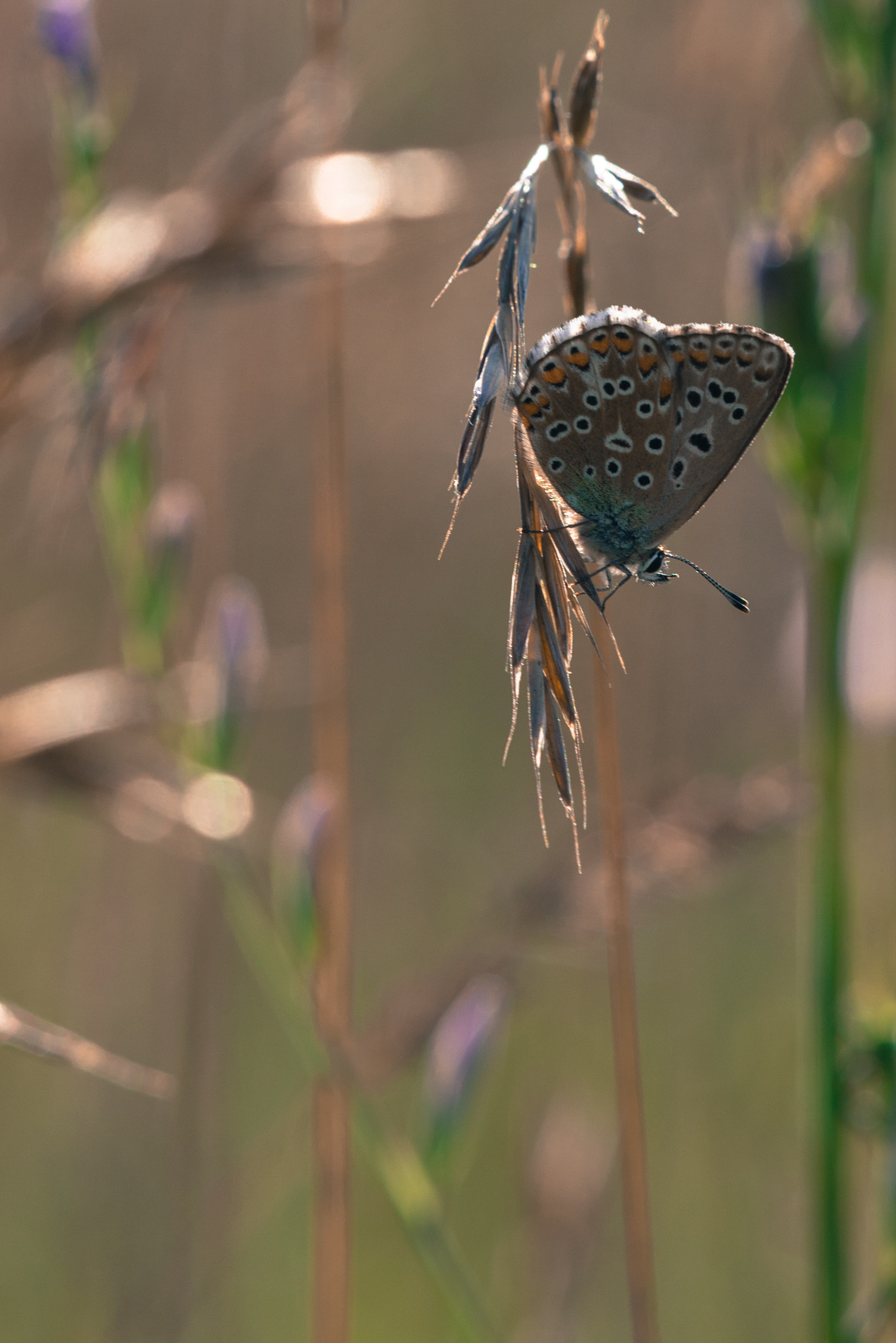 Nikon D610 + Sigma 150mm F2.8 EX DG Macro HSM sample photo. En équilibre photography