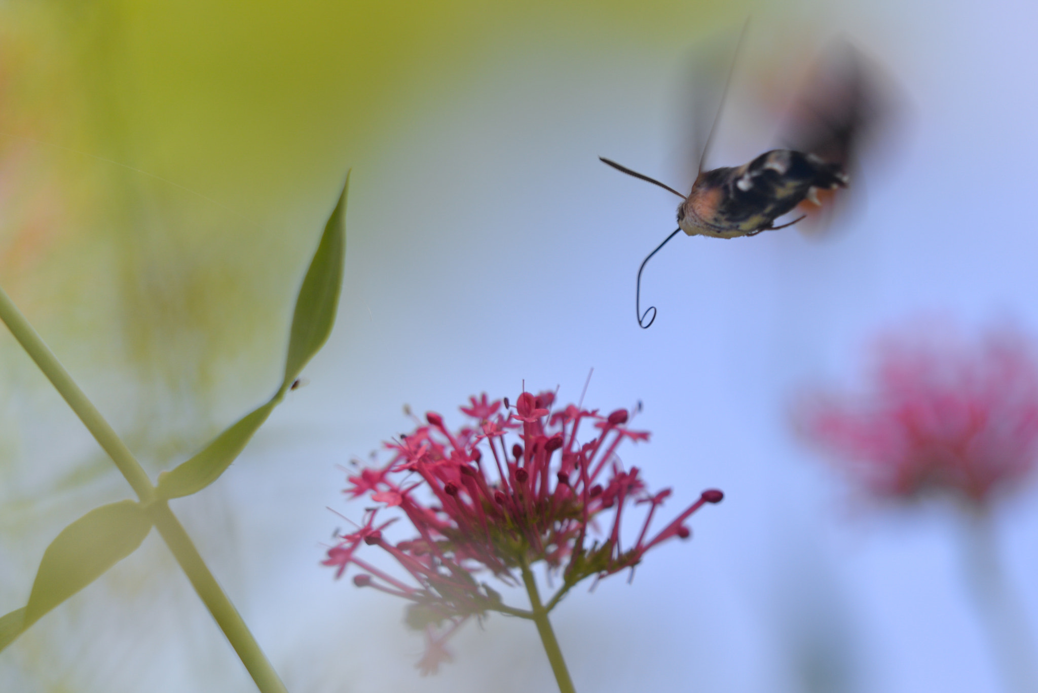 Sigma 150mm F2.8 EX DG Macro HSM sample photo. Vol supersonic photography