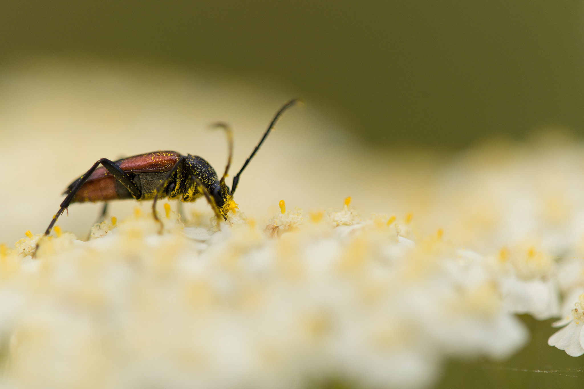 Sigma 150mm F2.8 EX DG Macro HSM sample photo. En plein repas photography