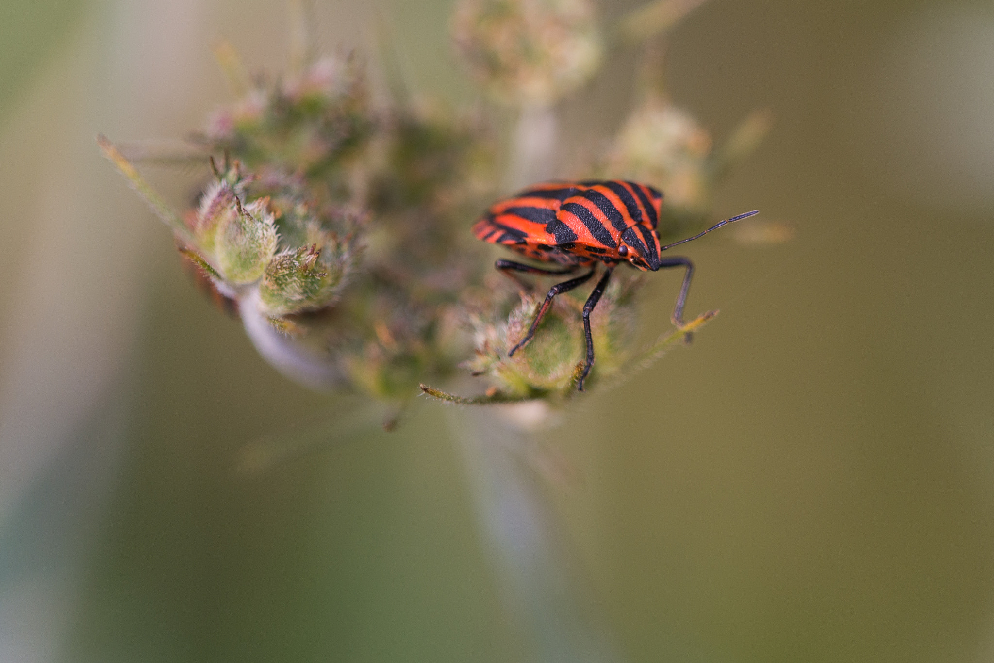 Sigma 150mm F2.8 EX DG Macro HSM sample photo. En stop photography