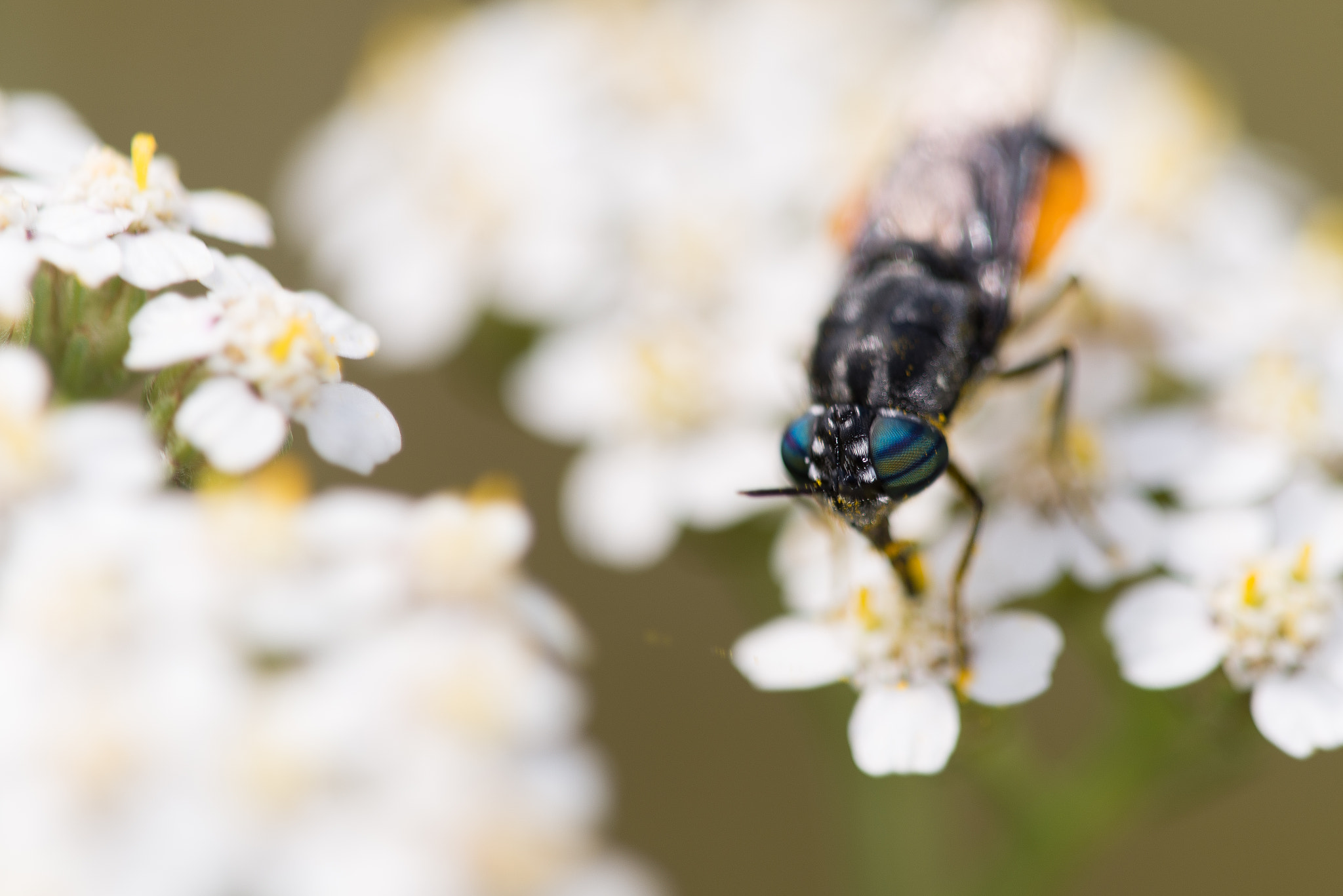 Sigma 150mm F2.8 EX DG Macro HSM sample photo. Mouche photography