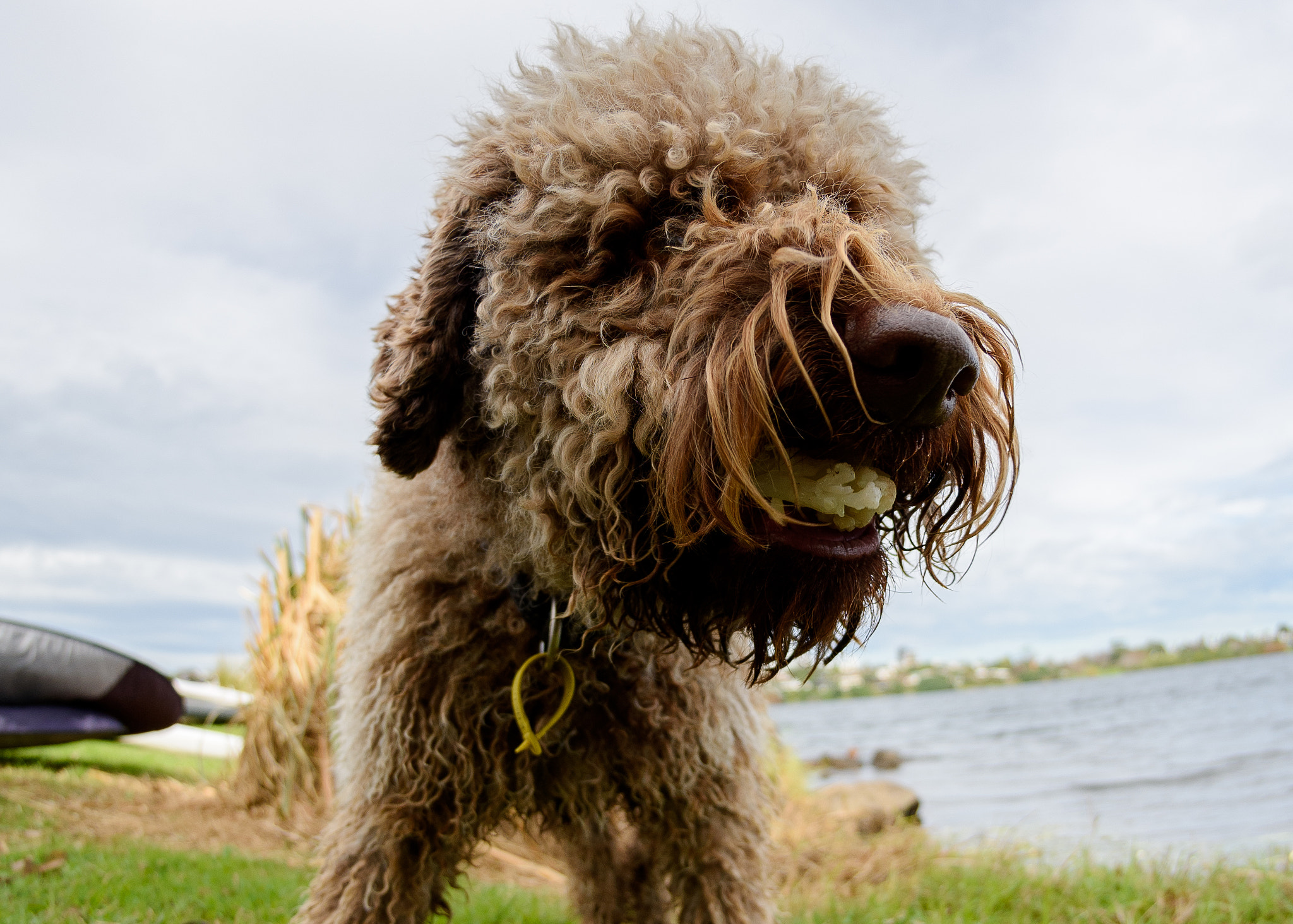 Nikon AF DX Fisheye-Nikkor 10.5mm F2.8G ED sample photo. Coleslaw-chewer, the terrific photography