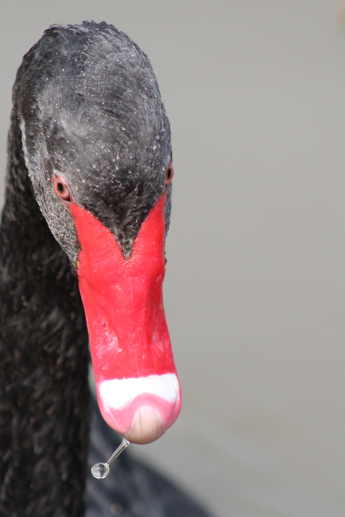 Canon EF75-300mm f/4-5.6 sample photo. Dripping swan photography
