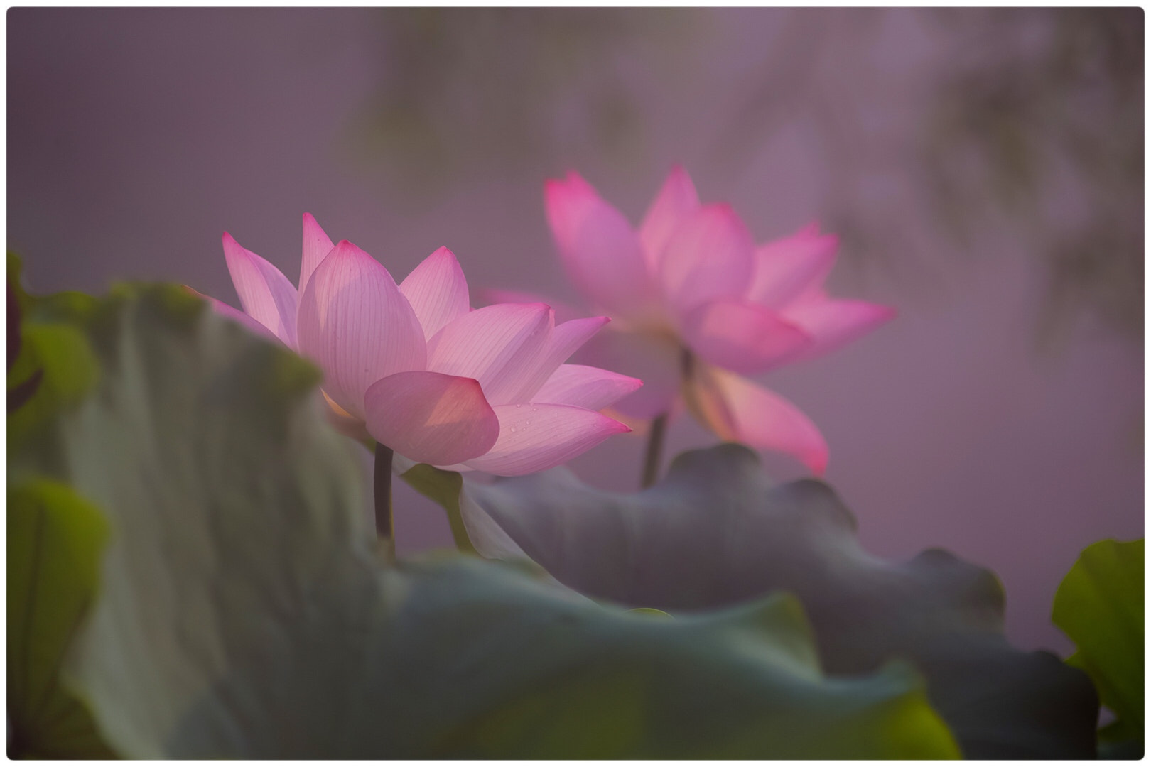 Canon EF 70-200mm F2.8L IS II USM sample photo. Lotus photography