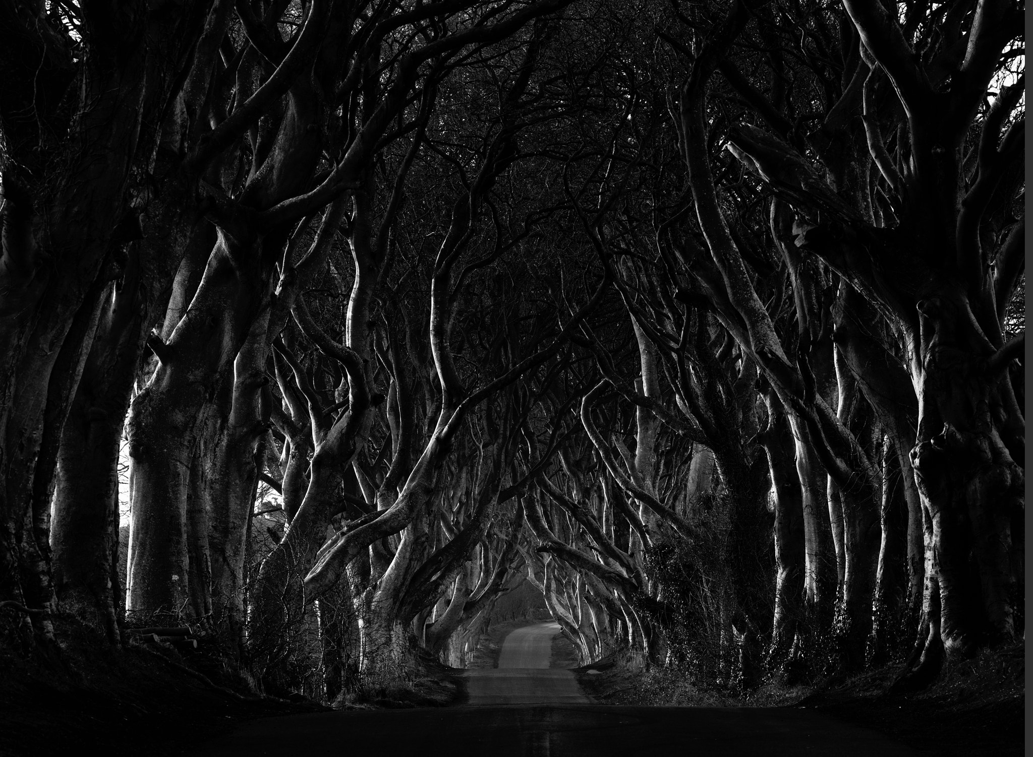 HC 210 sample photo. The very dark hedges photography