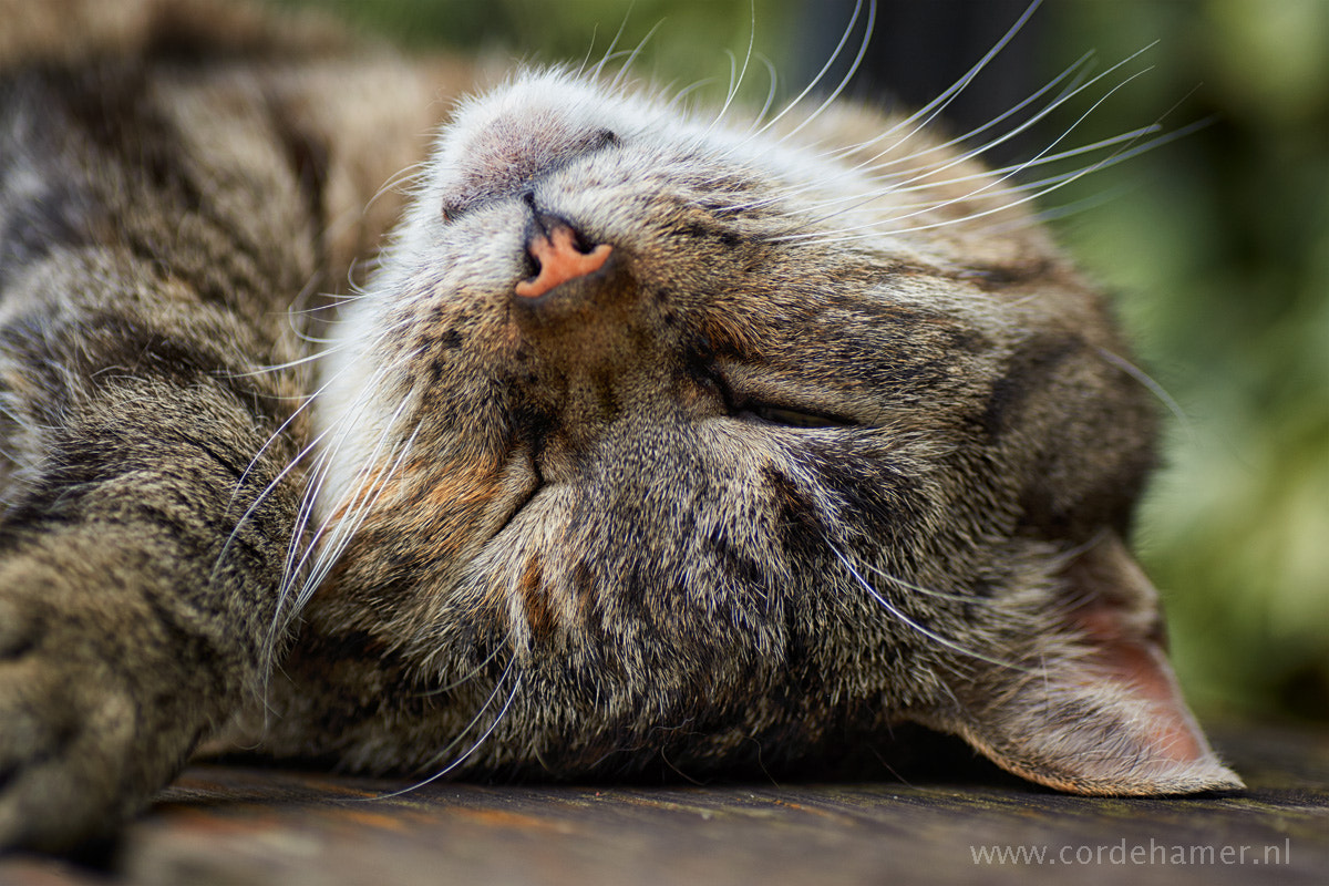 Sony SLT-A77 + Tamron SP AF 90mm F2.8 Di Macro sample photo. Relaxing cat photography