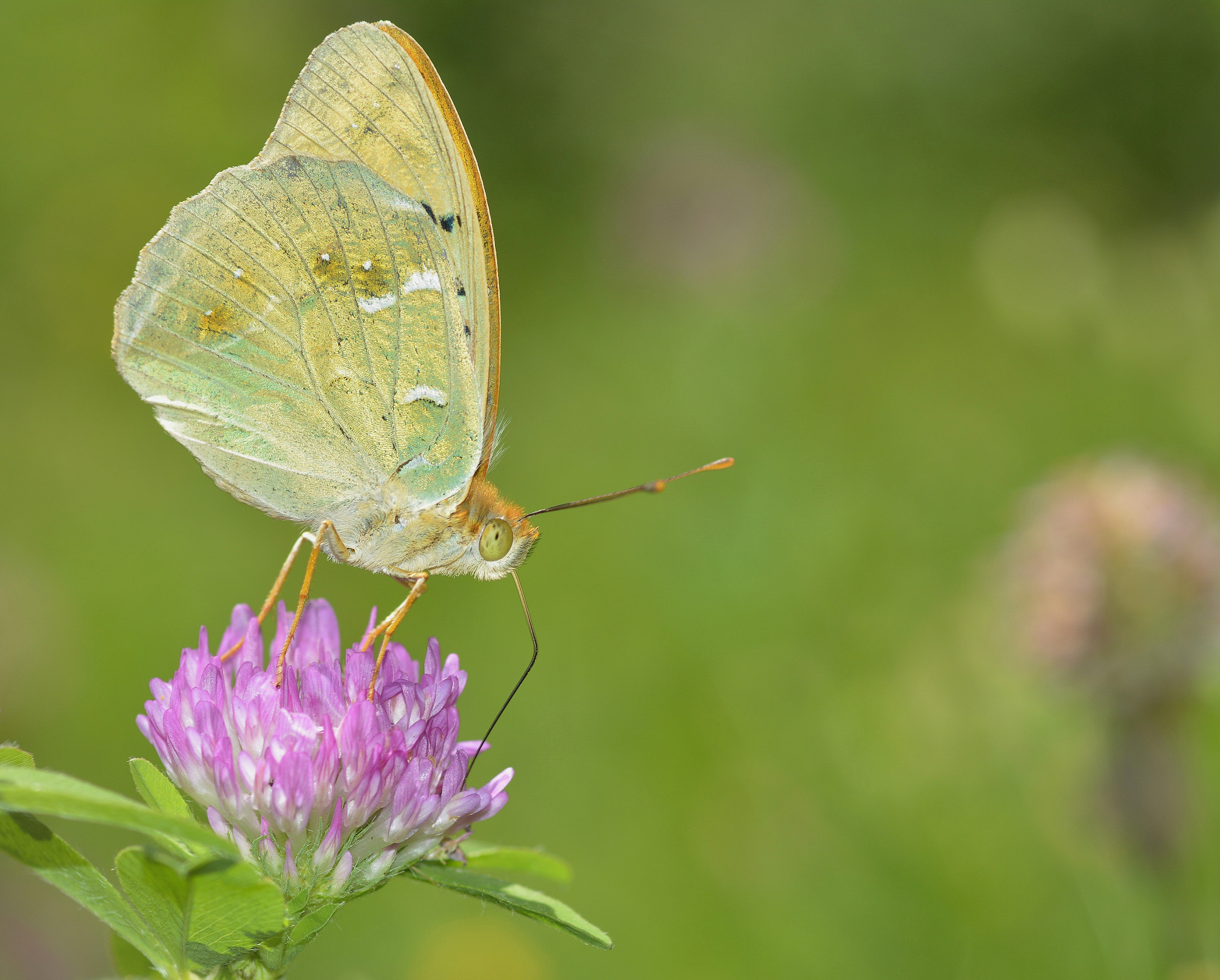 Nikon D7100 + Sigma 105mm F2.8 EX DG Macro sample photo. ...butterfly... photography