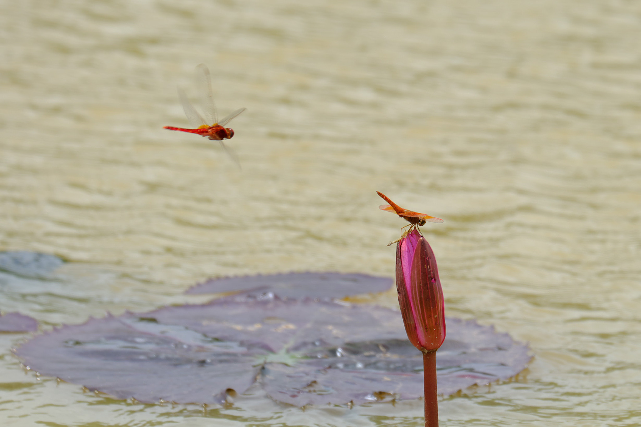 Fujifilm X-A2 + Fujifilm XC 50-230mm F4.5-6.7 OIS II sample photo. 蜻蜓dragonfly photography