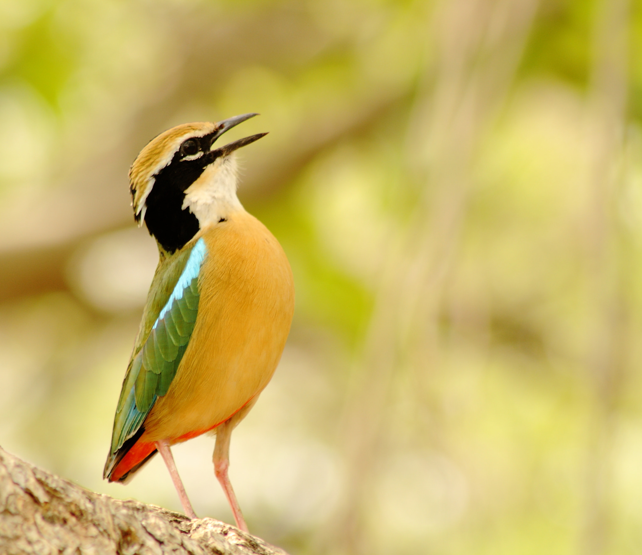 Canon EF 75-300mm f/4-5.6 USM sample photo. Indian pitta photography