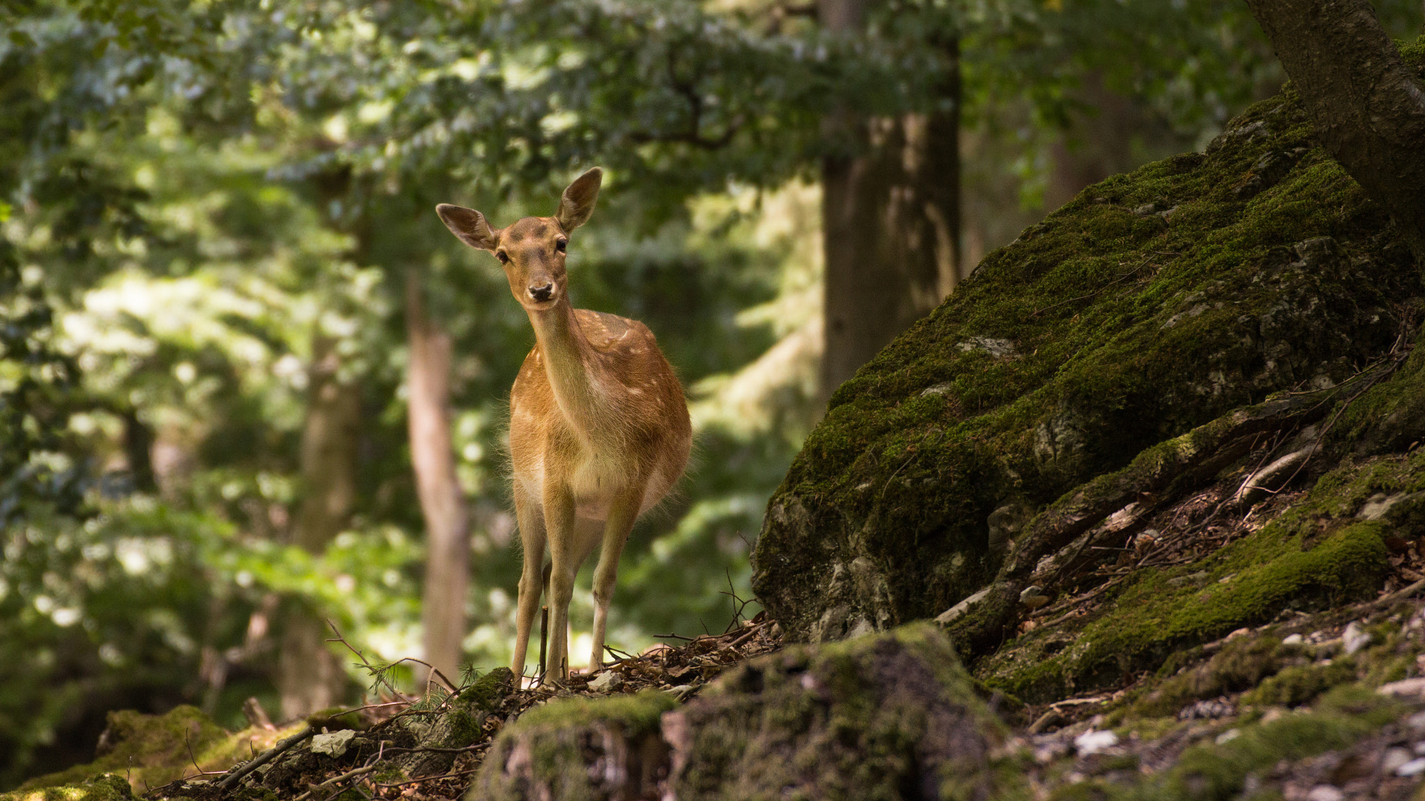 Tamron SP 35mm F1.8 Di VC USD sample photo. Out in the forest... photography