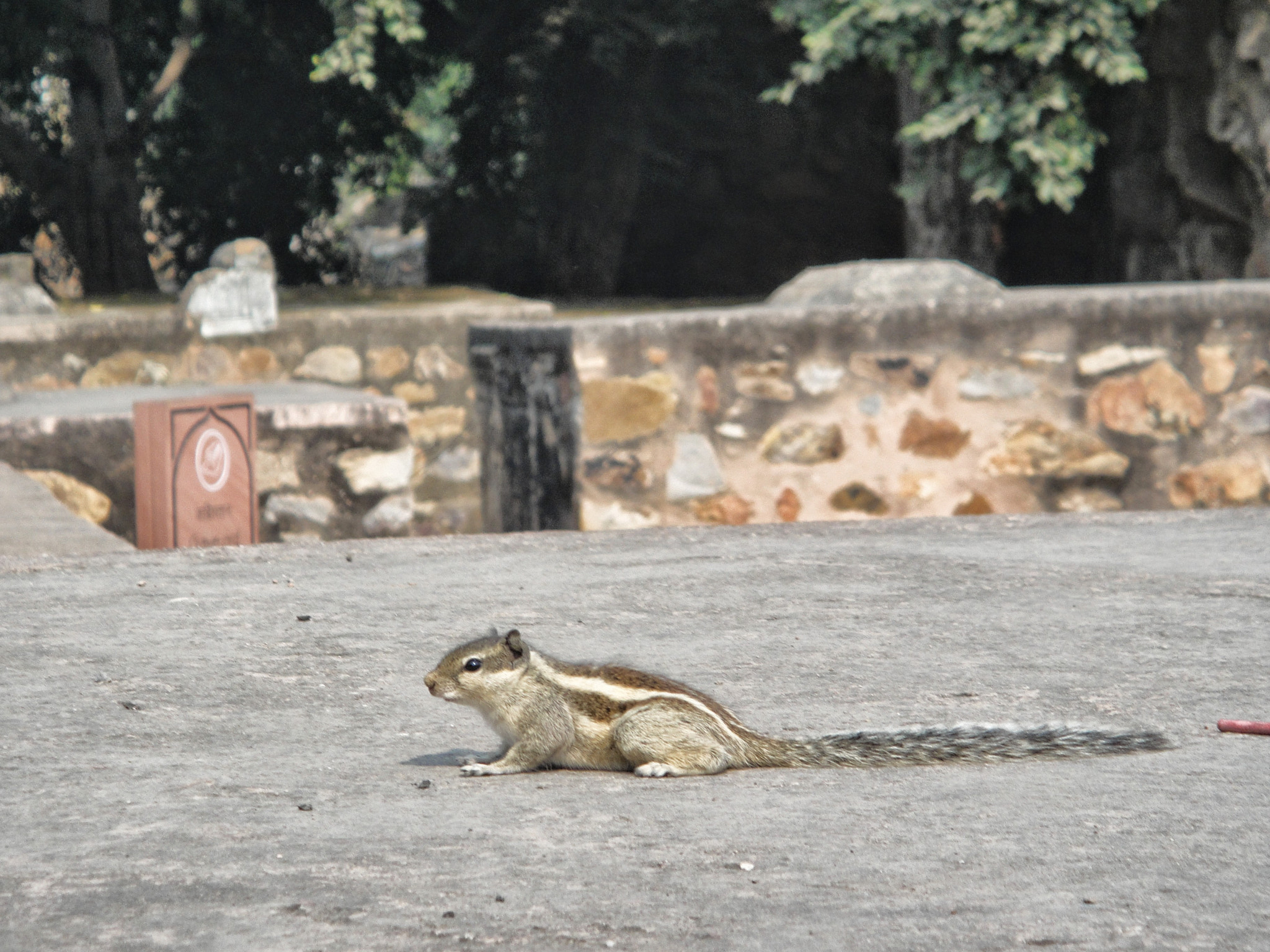 Sony DSC-TX1 sample photo. Resting squirrel. photography