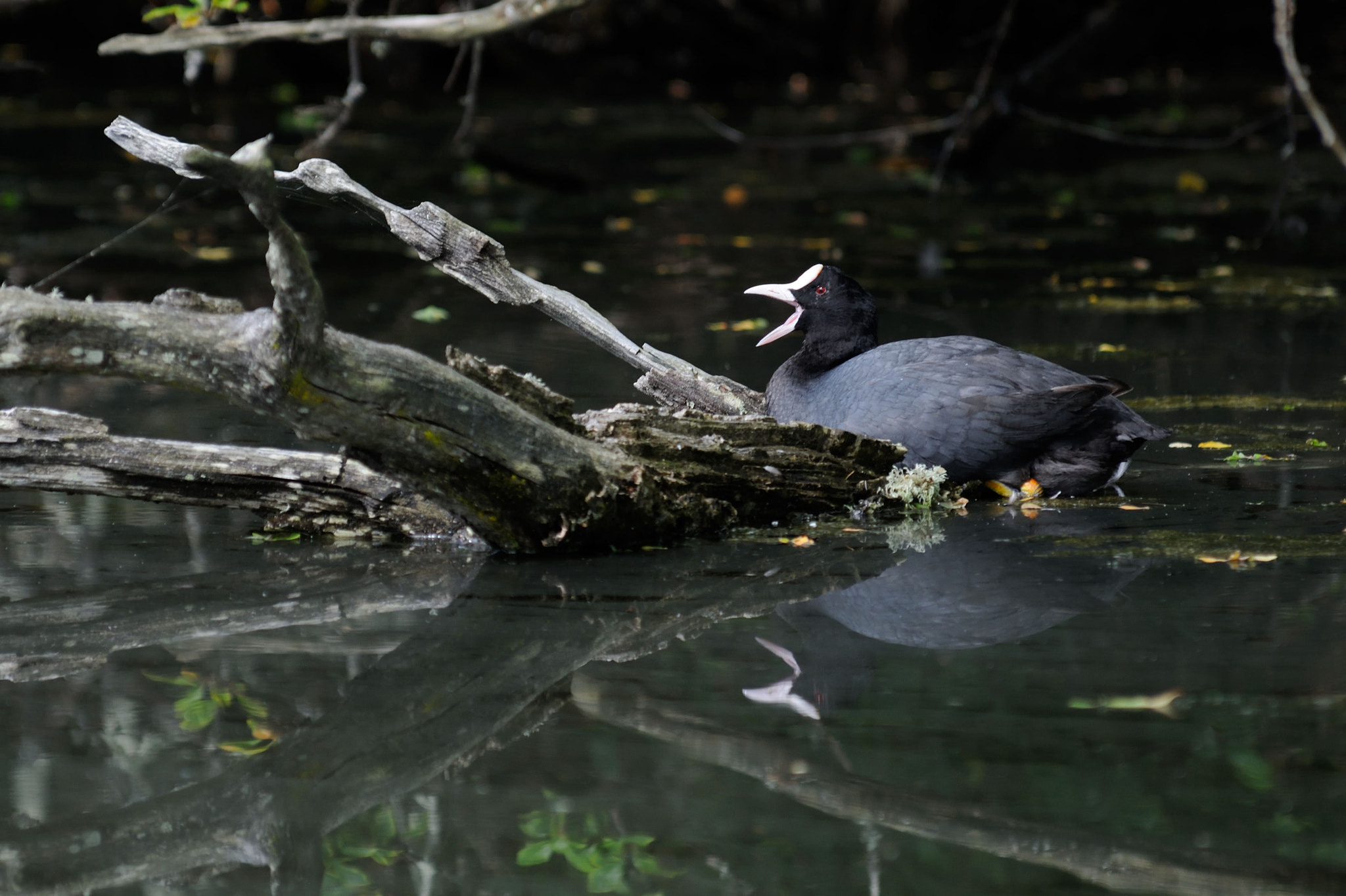 Nikon D300S sample photo. Exhausted photography