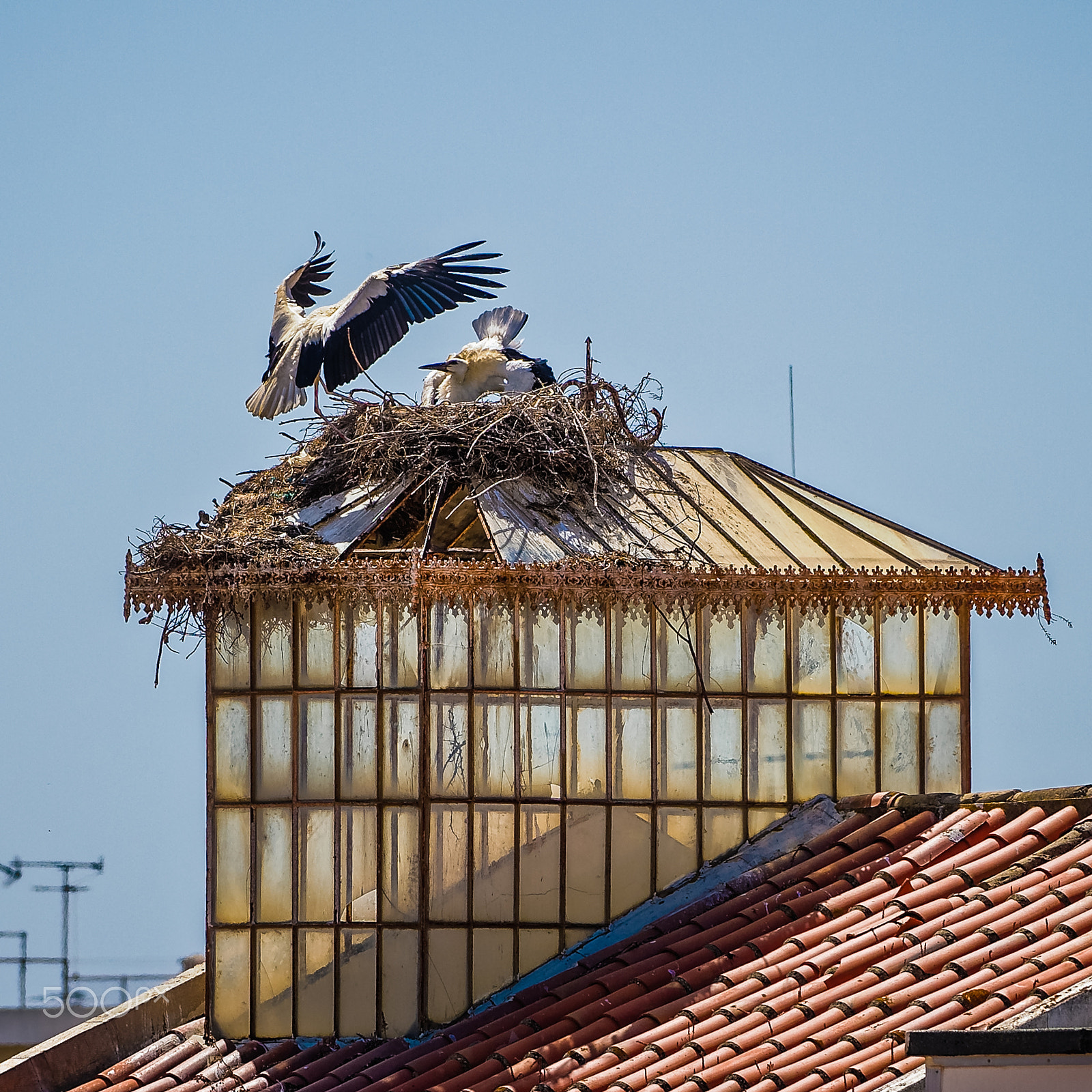 Nikon D4S sample photo. Storks in the city photography