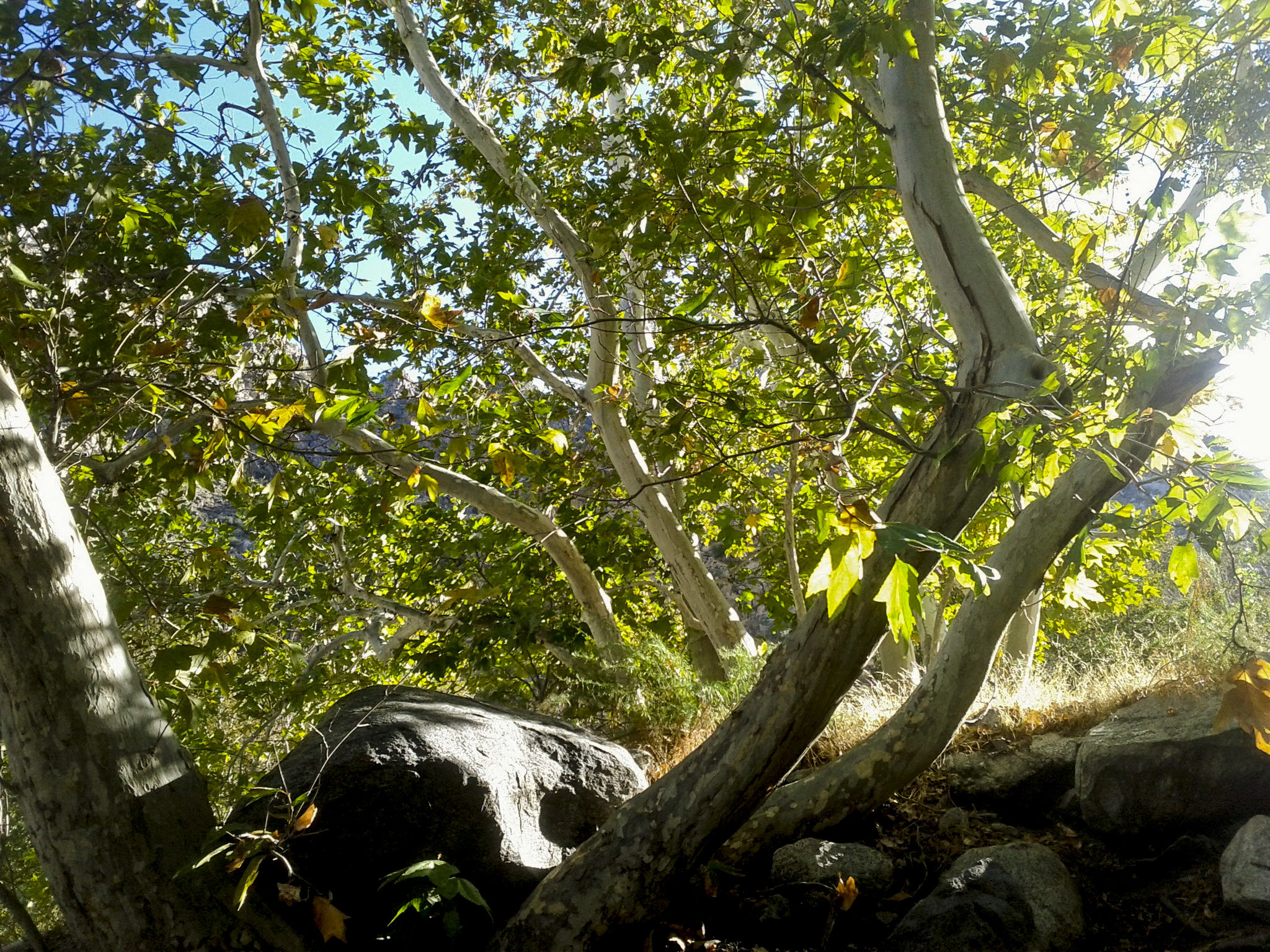 Google Nexus S sample photo. Tsu ns photography