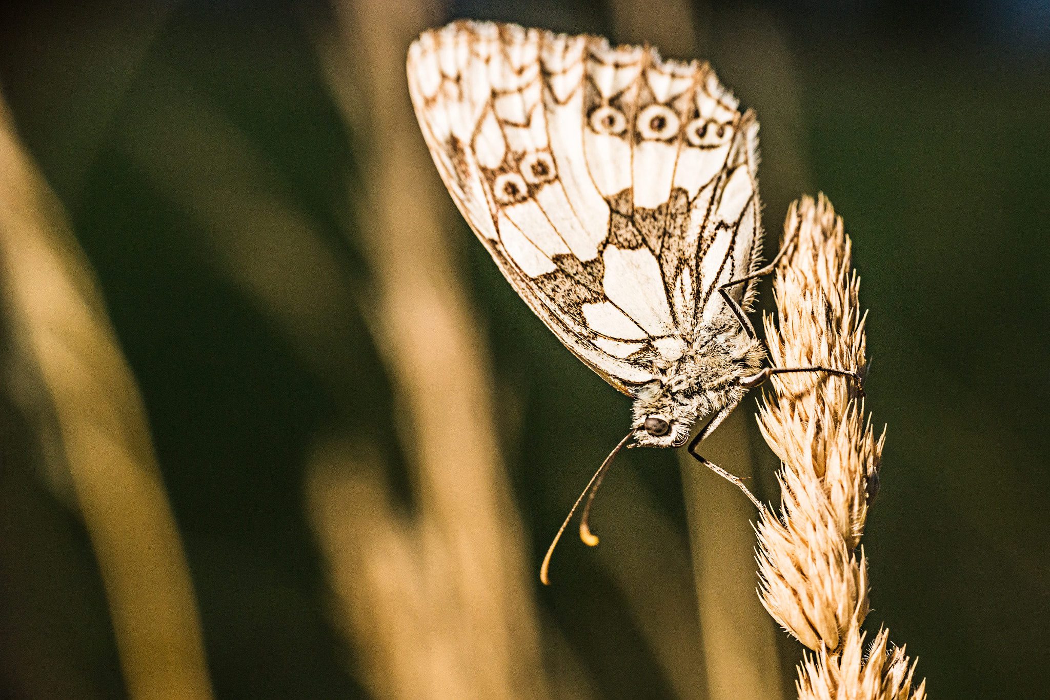 Sony SLT-A77 + Sigma 35mm F1.4 DG HSM Art sample photo. Butterfly photography