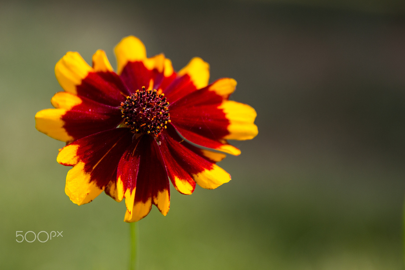 Sigma 17-70mm F2.8-4 DC Macro OS HSM sample photo. Flower beauty photography