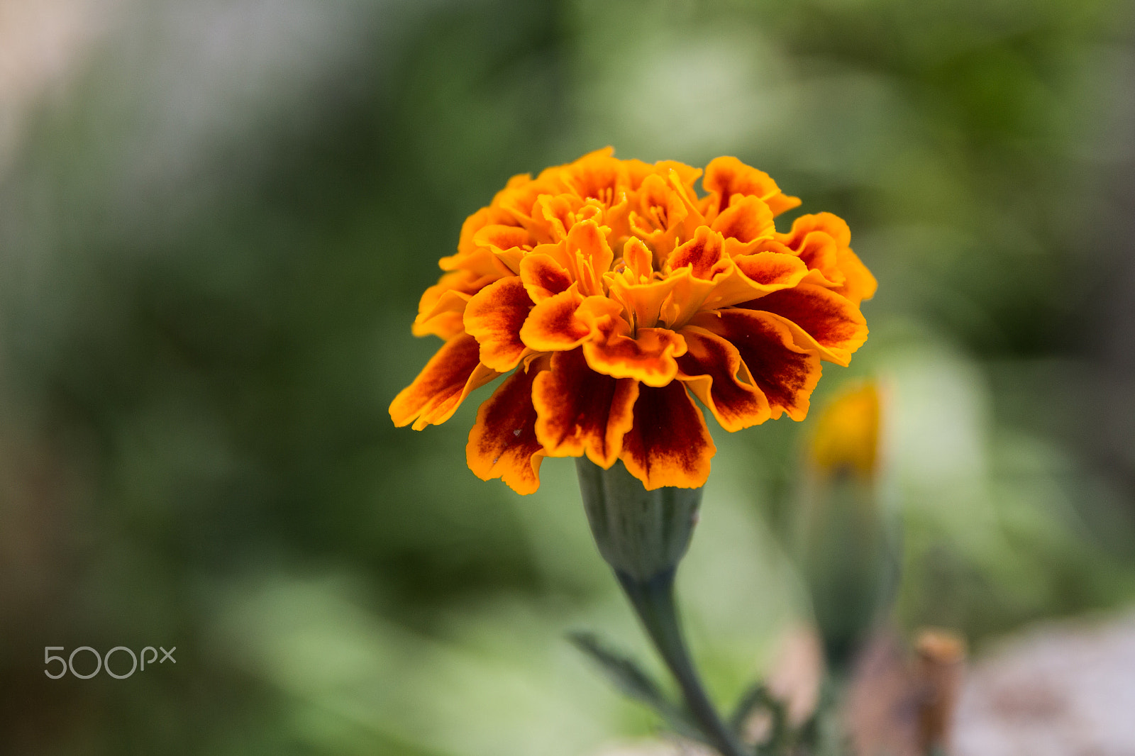 Sigma 17-70mm F2.8-4 DC Macro OS HSM sample photo. Tagetis beauty photography