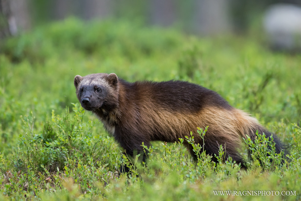 Nikon AF-S Nikkor 300mm F2.8G ED VR II sample photo. Wolverine photography