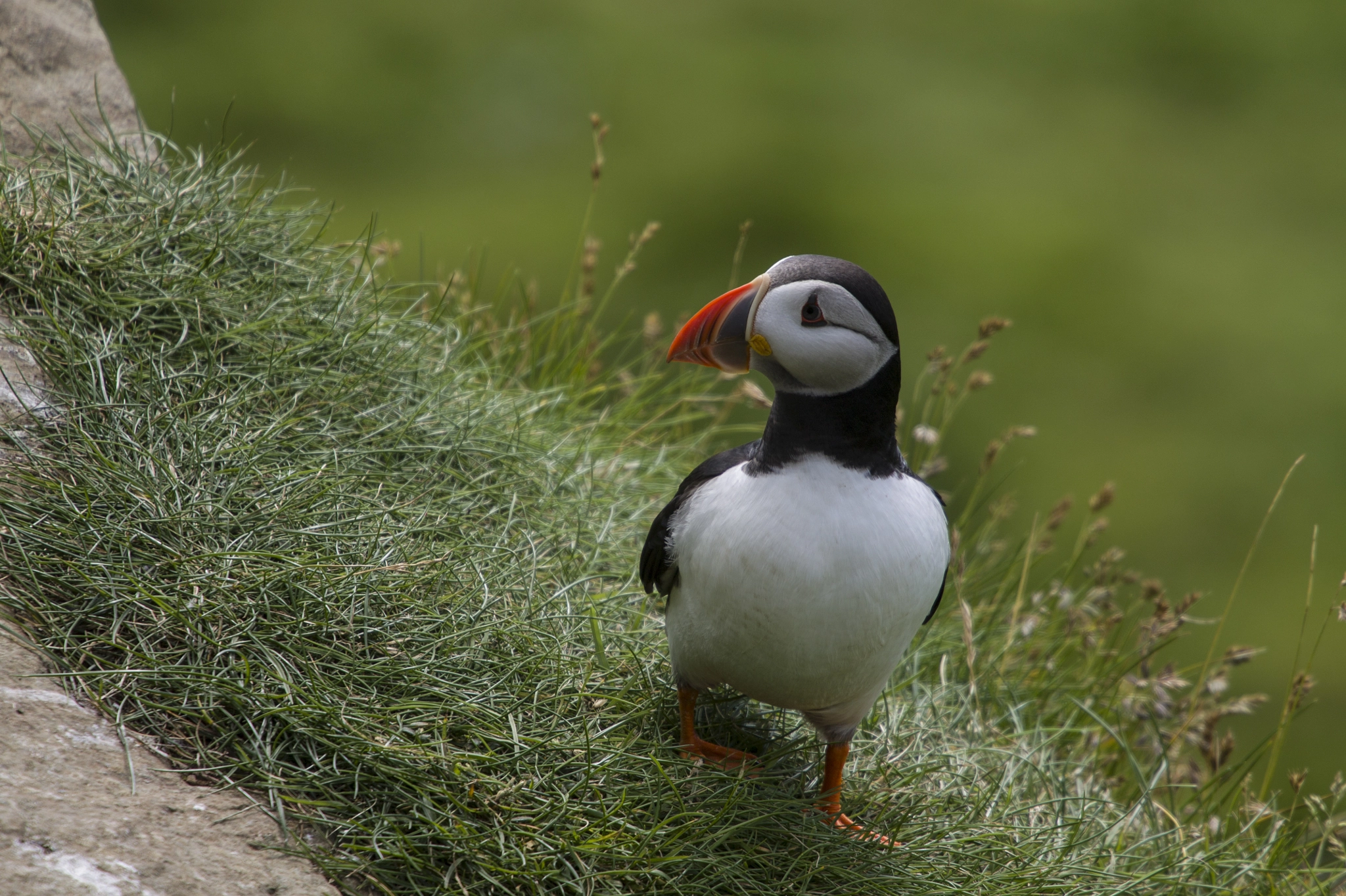 Canon EF 70-200mm F4L USM sample photo. Puffin in mykines photography