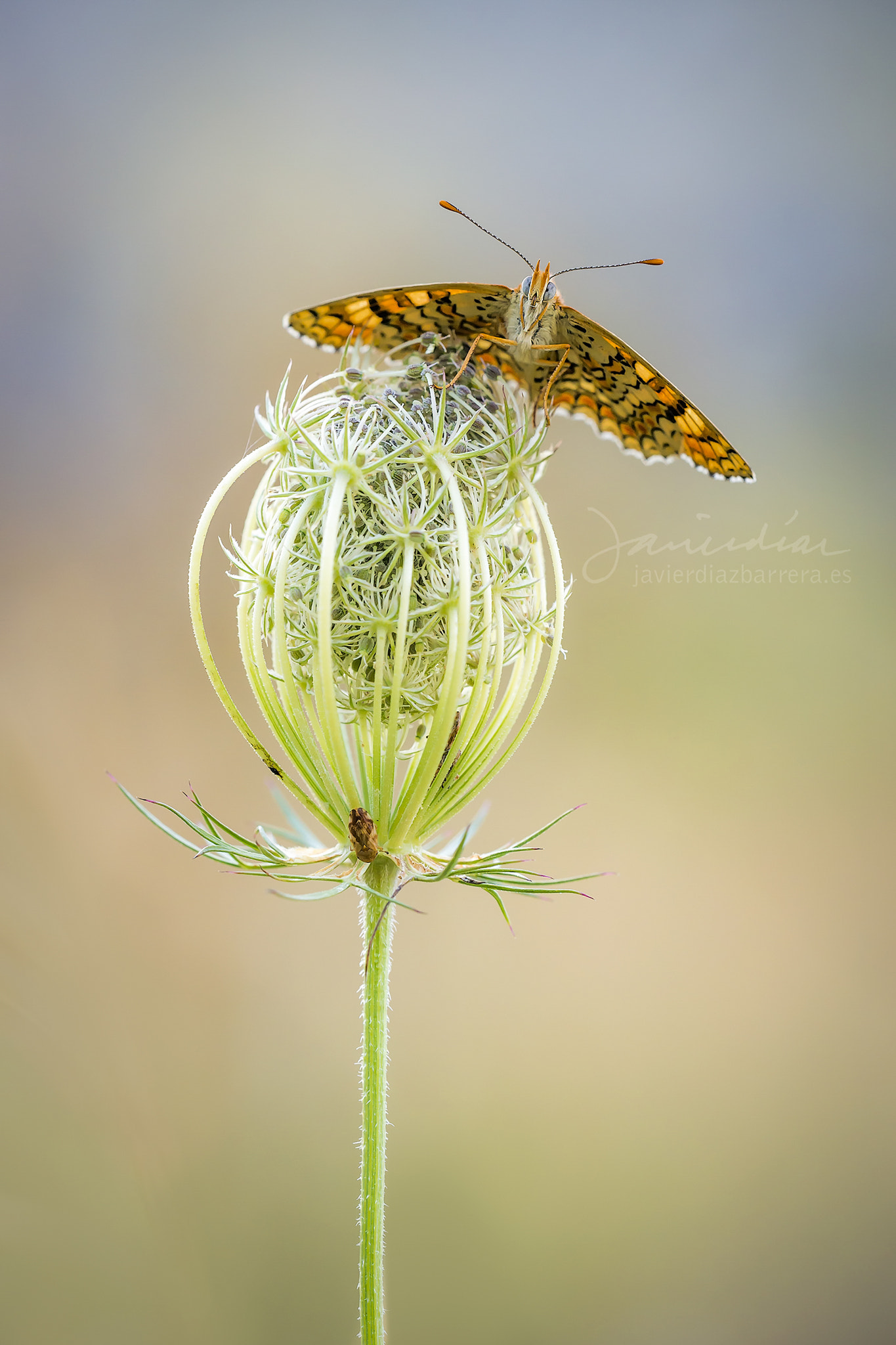 Sony a99 II + Sigma 180mm F3.5 EX DG Macro sample photo. Surprised photography