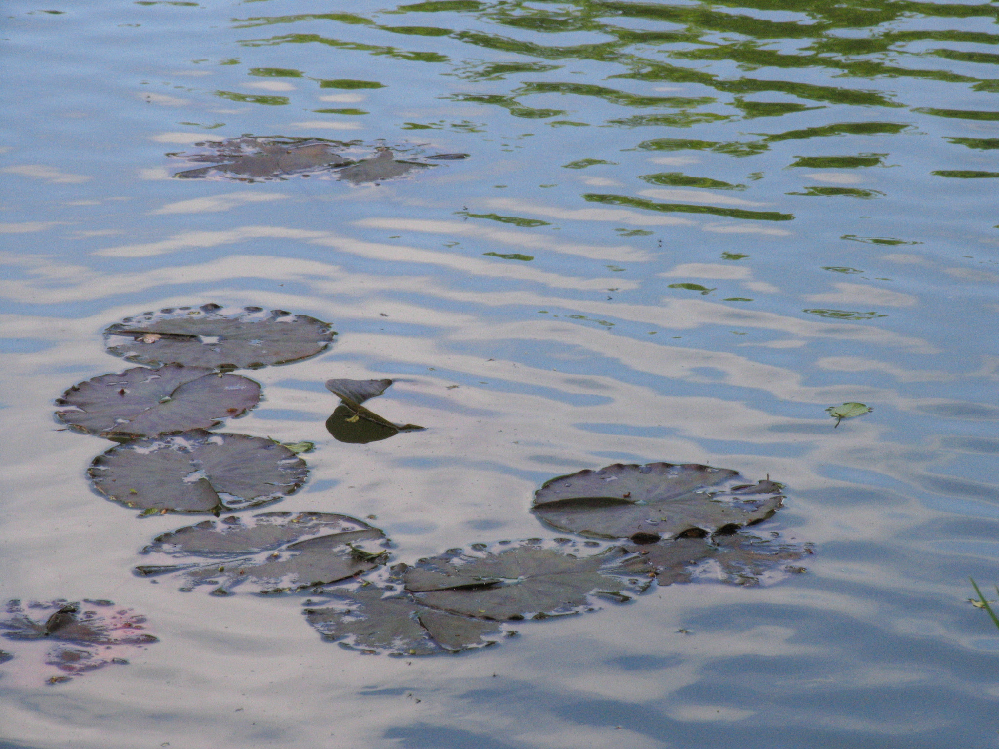 Canon POWERSHOT PRO1 sample photo. A gentle breeze photography