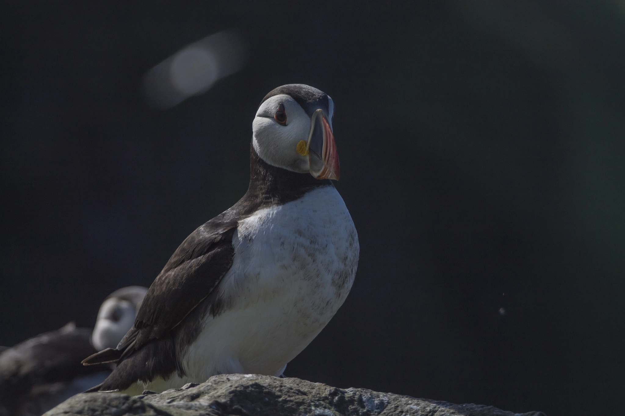 Canon EF 70-200mm F4L USM sample photo. Puffin photography