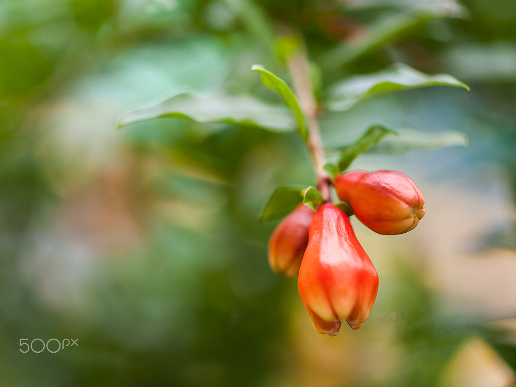 ZEISS Makro-Planar T* 50mm F2 sample photo. 13943146041.jpg photography