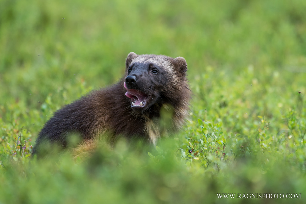 Nikon AF-S Nikkor 300mm F2.8G ED VR II sample photo. Wolverine photography