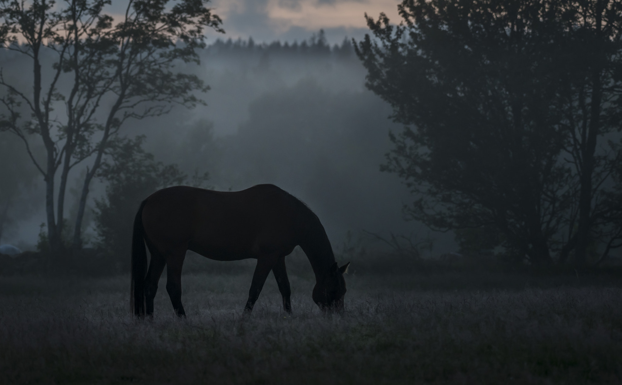 Nikon AF-S Nikkor 200-500mm F5.6E ED VR sample photo. Horse in misty landscape photography