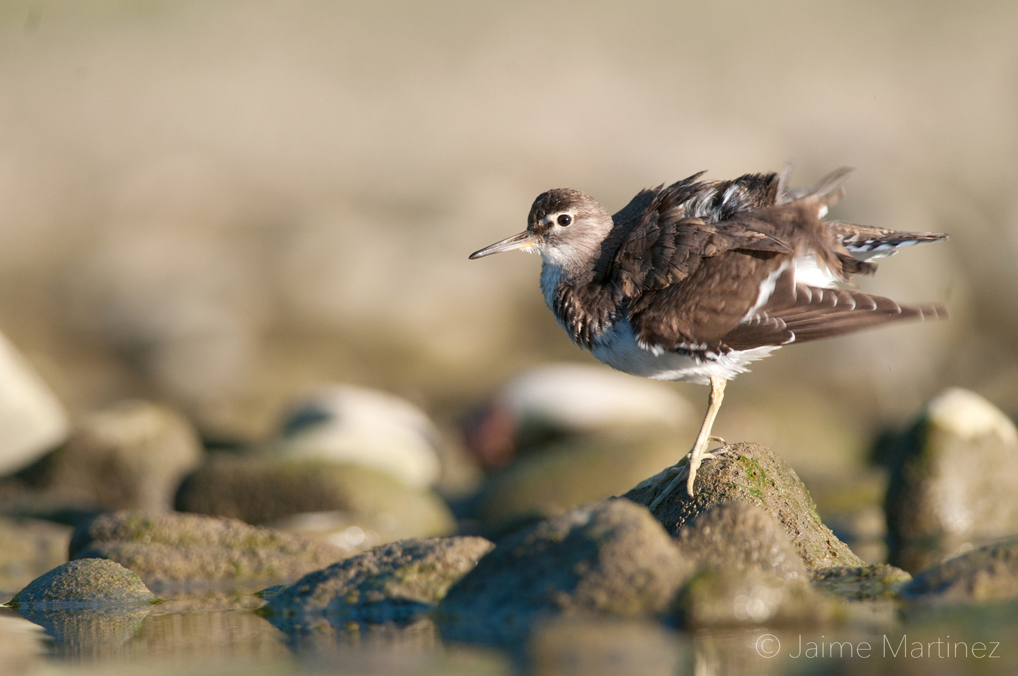 Nikon AF-S Nikkor 300mm F4D ED-IF sample photo. Common sandpiper / chevalier guignette - actitis hypoleucos photography