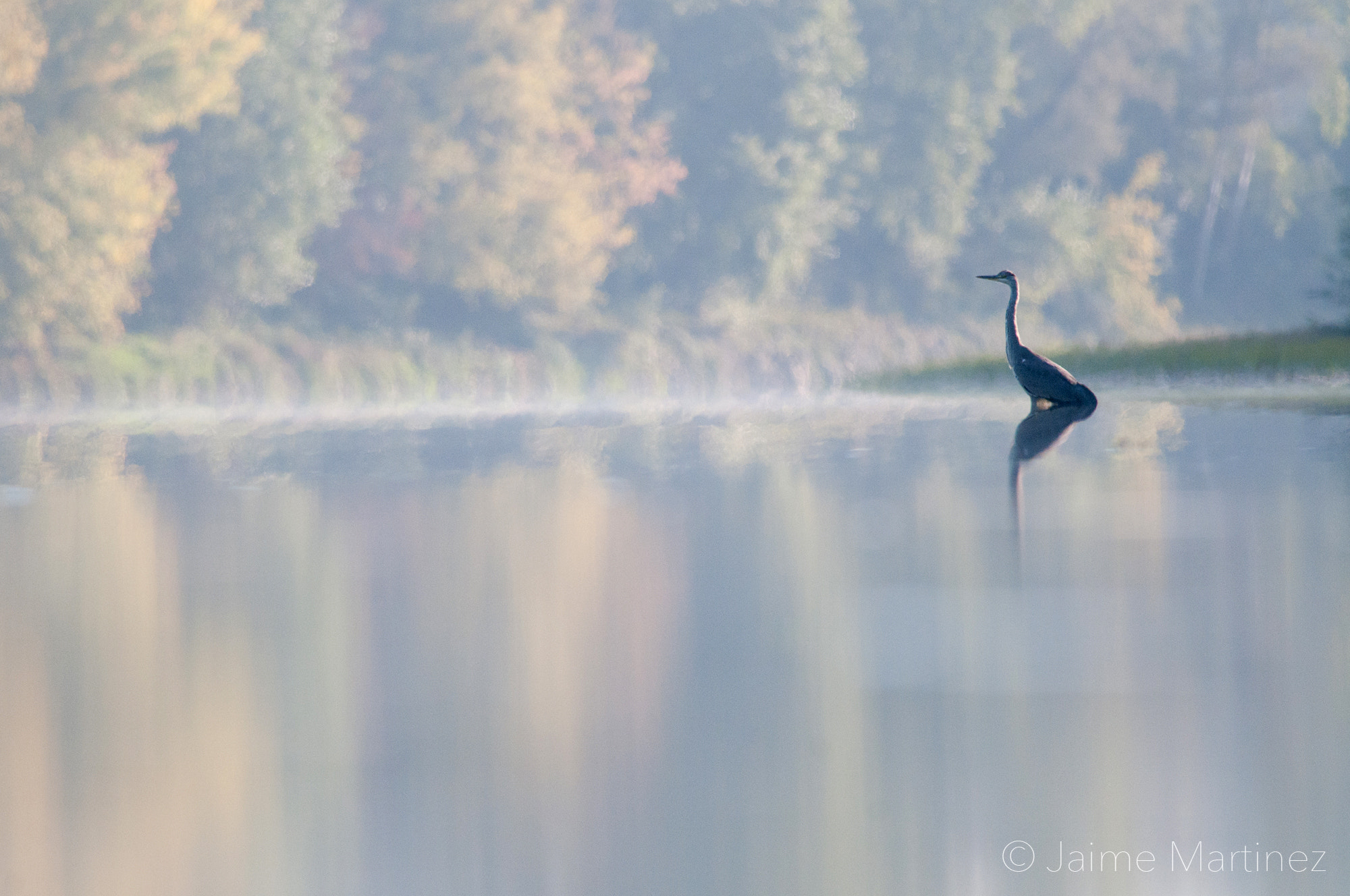 Nikon D300 + Nikon AF-S Nikkor 300mm F4D ED-IF sample photo. Grey heron / héron cendré - ardea cinerea photography
