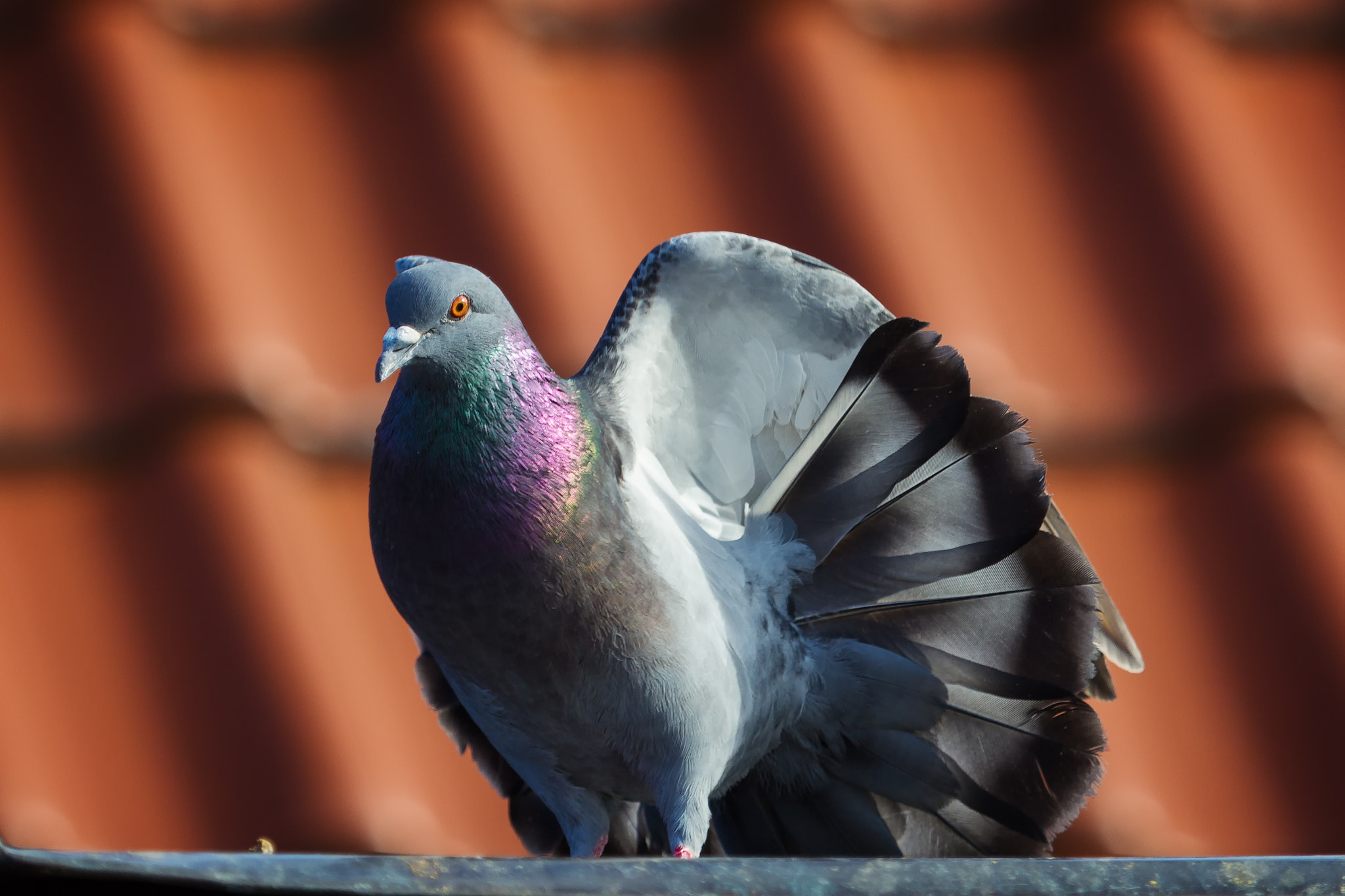 Canon EF 100-400mm F4.5-5.6L IS USM sample photo. Pigeon photography
