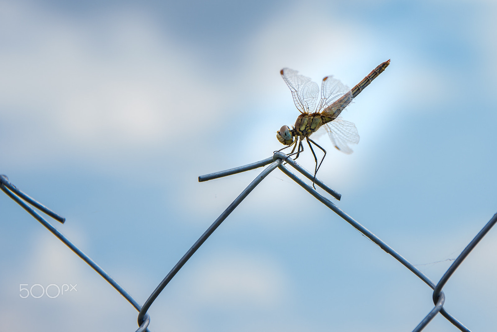 Sigma 17-70mm F2.8-4 DC Macro OS HSM sample photo. Dragonfly photography