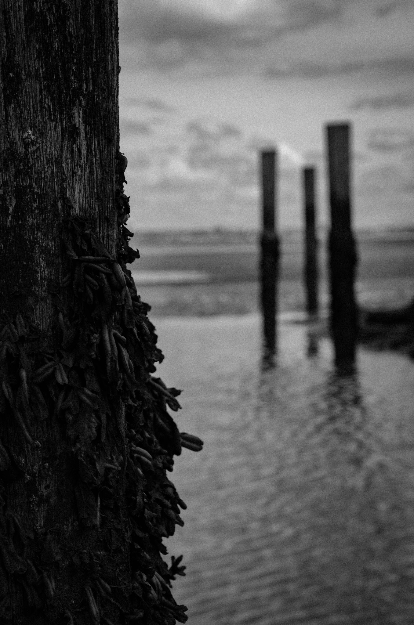 Tamron AF 18-200mm F3.5-6.3 XR Di II LD Aspherical (IF) Macro sample photo. Sentinels photography