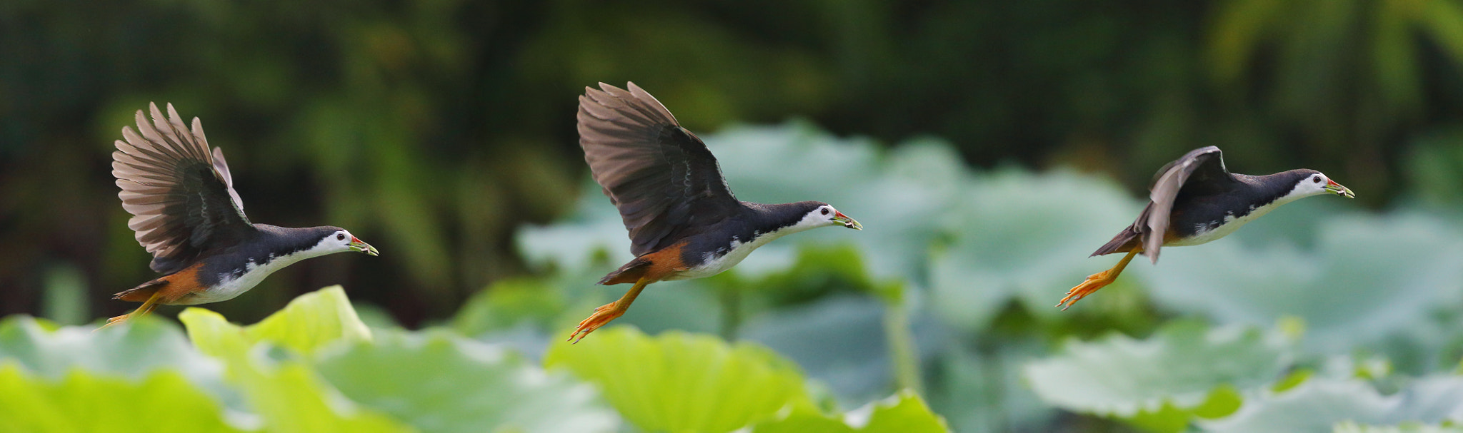 Canon EF 300mm F2.8L IS II USM sample photo. Take off photography