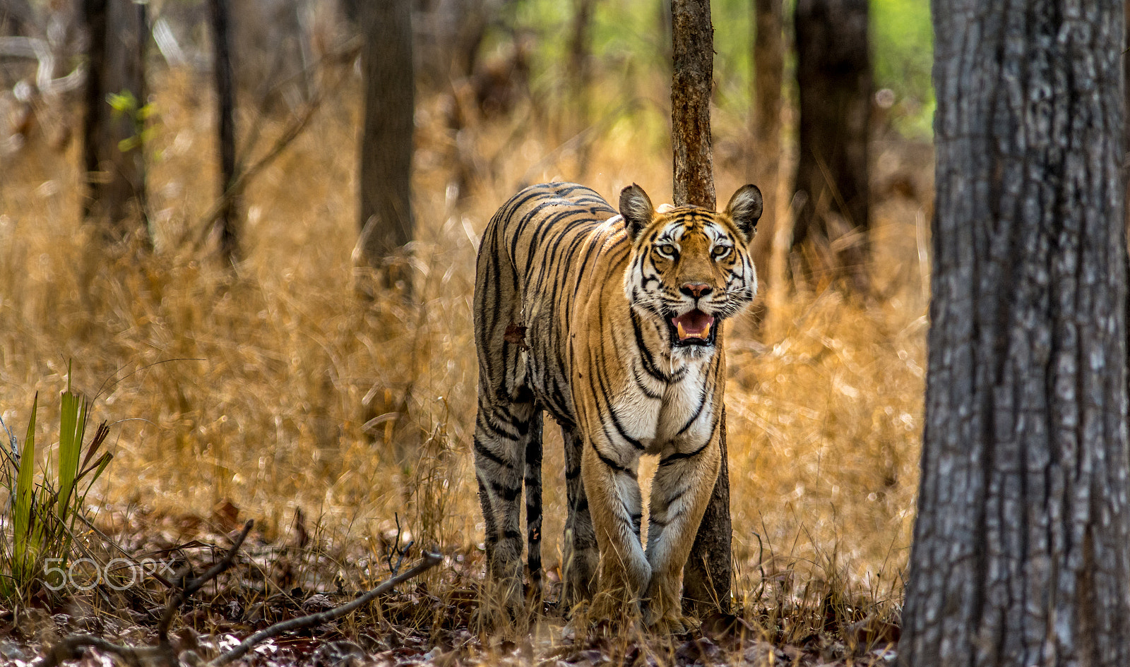 Nikon AF-S Nikkor 300mm F2.8G ED-IF VR sample photo. Tigress photography
