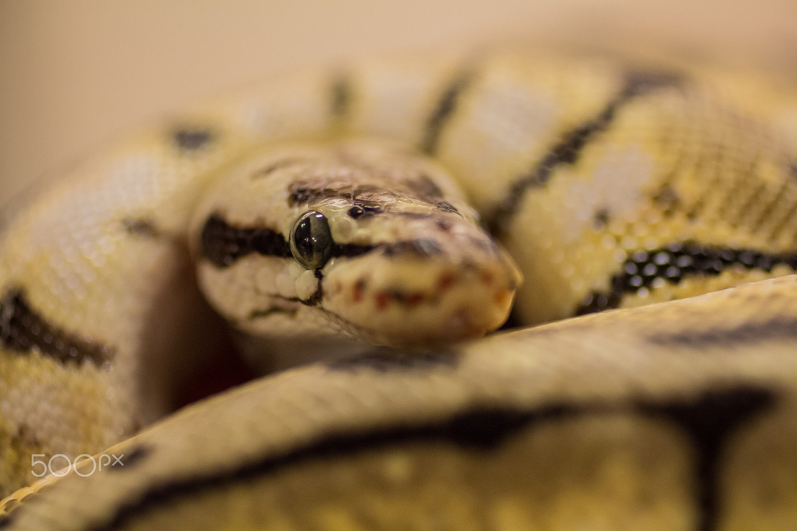 Canon EOS 650D (EOS Rebel T4i / EOS Kiss X6i) + Canon EF 50mm F2.5 Macro sample photo. I'm watching you photography