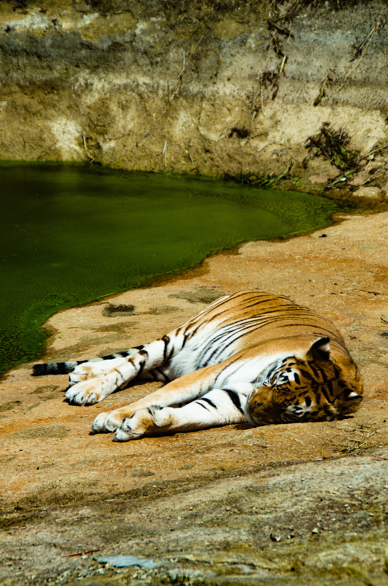 Tamron AF 18-200mm F3.5-6.3 XR Di II LD Aspherical (IF) Macro sample photo. Sleeping tiger photography