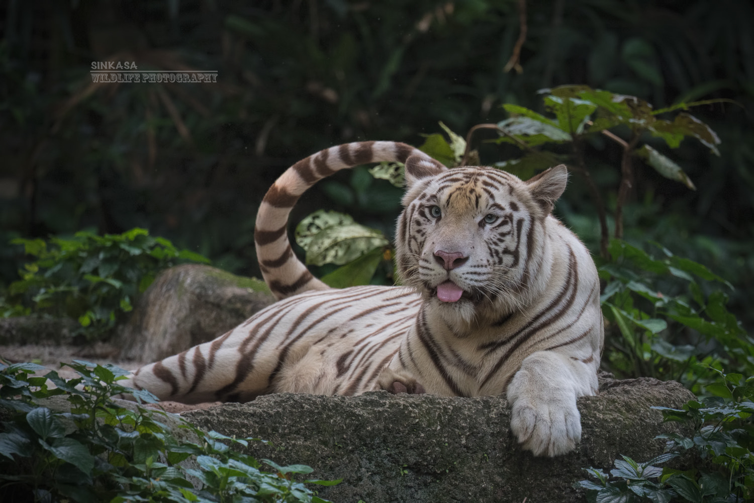 Nikon Nikkor AF-S 300mm F4E PF ED VR sample photo. Meow - from singapore zoo photography
