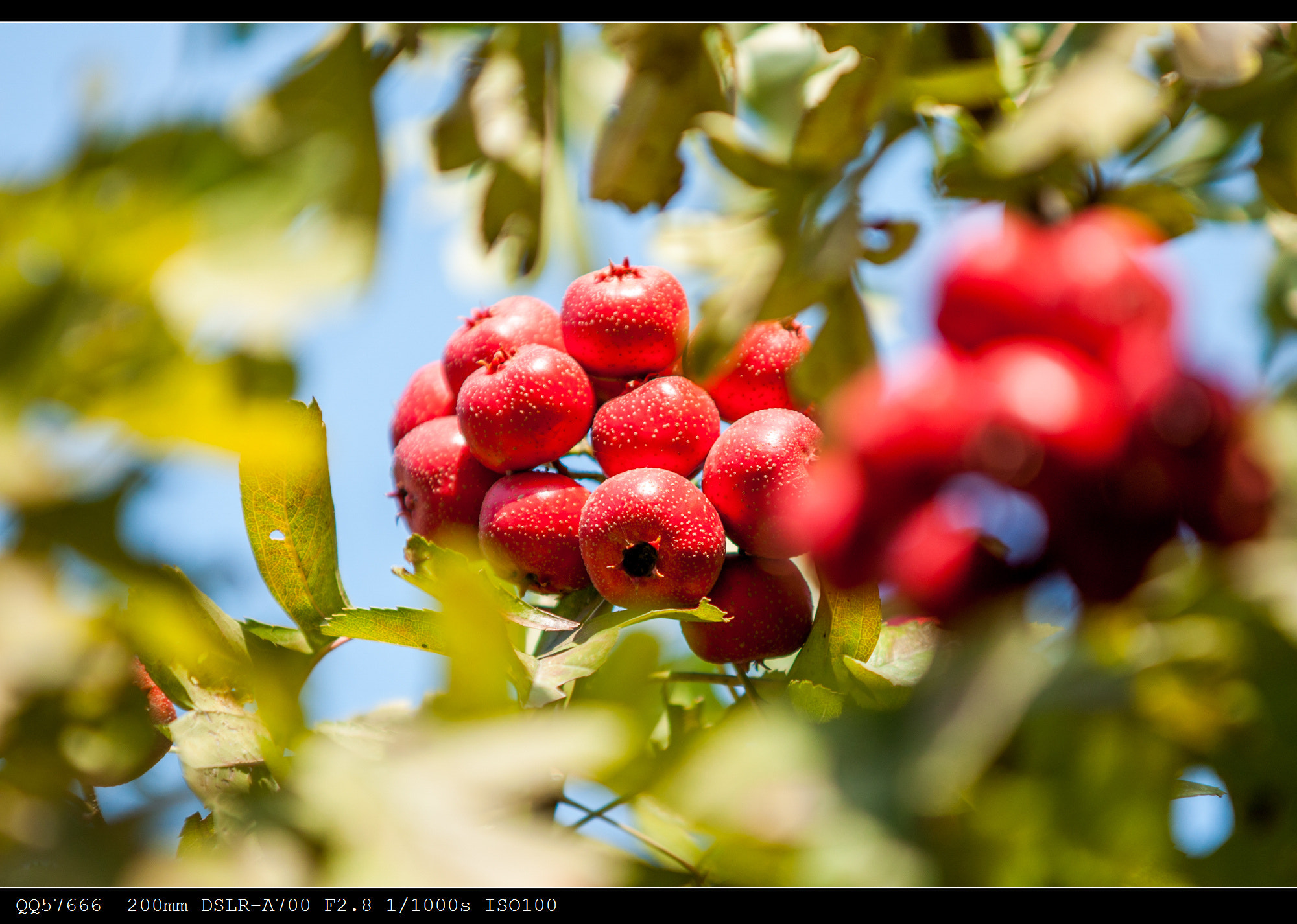 Sony Alpha DSLR-A700 + Minolta/Sony AF 70-200mm F2.8 G sample photo. Crataegus pinnatifida photography