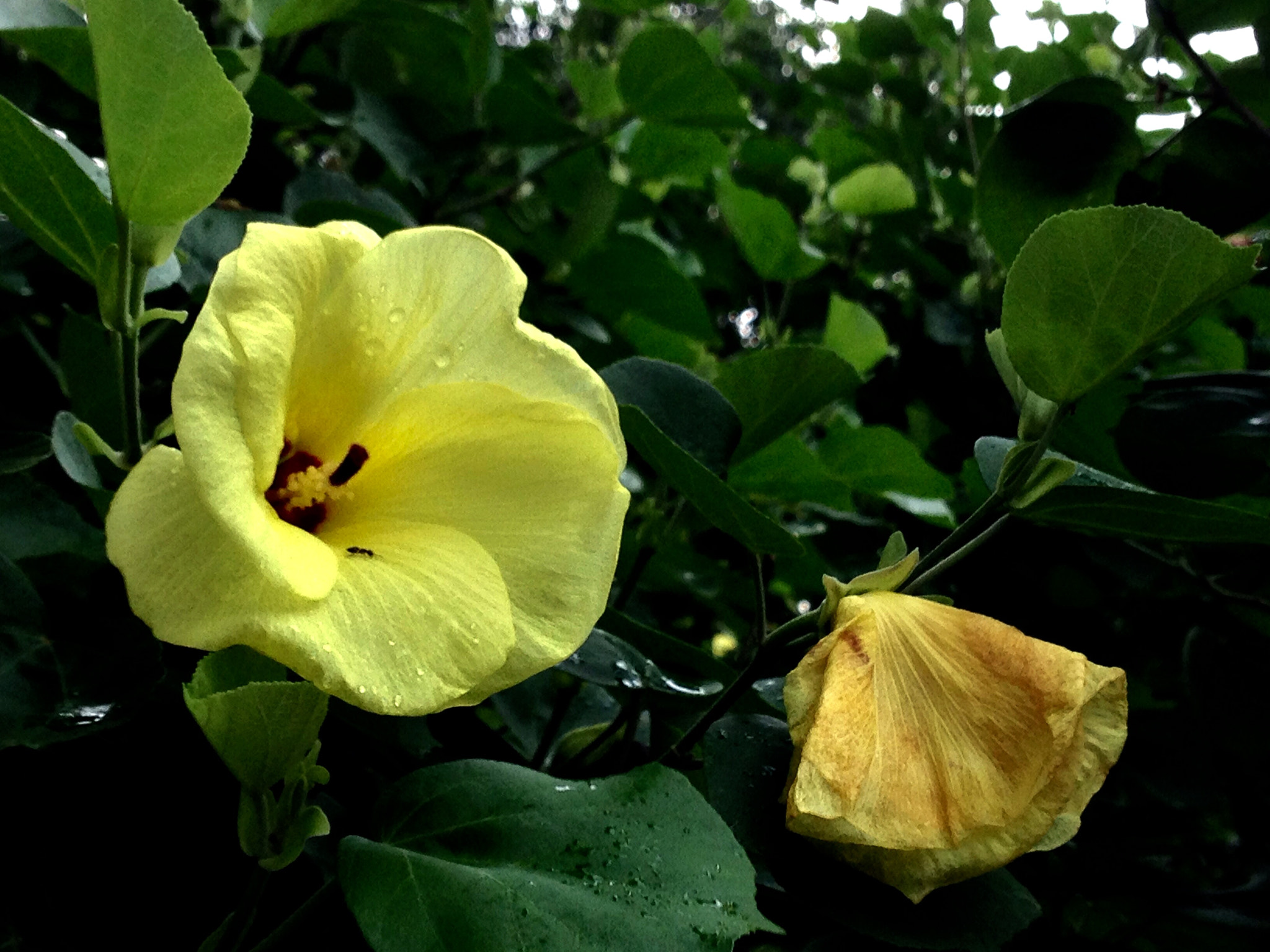 Apple iPhone5,2 sample photo. Hibiscus 木槿花 photography